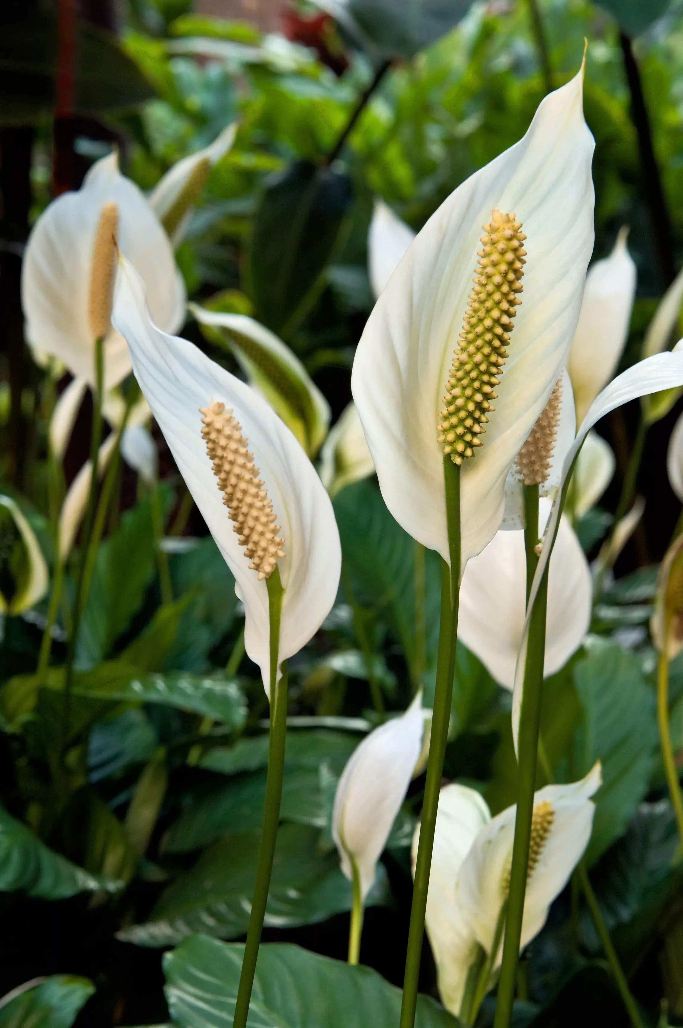 10-peace-lily-spathiphyllum-wallisii-houseplant-white-sails-spathe-flower-seeds 10 PEACE LILY Spathiphyllum Wallisii Houseplant White Sails / Spathe Flower Seeds