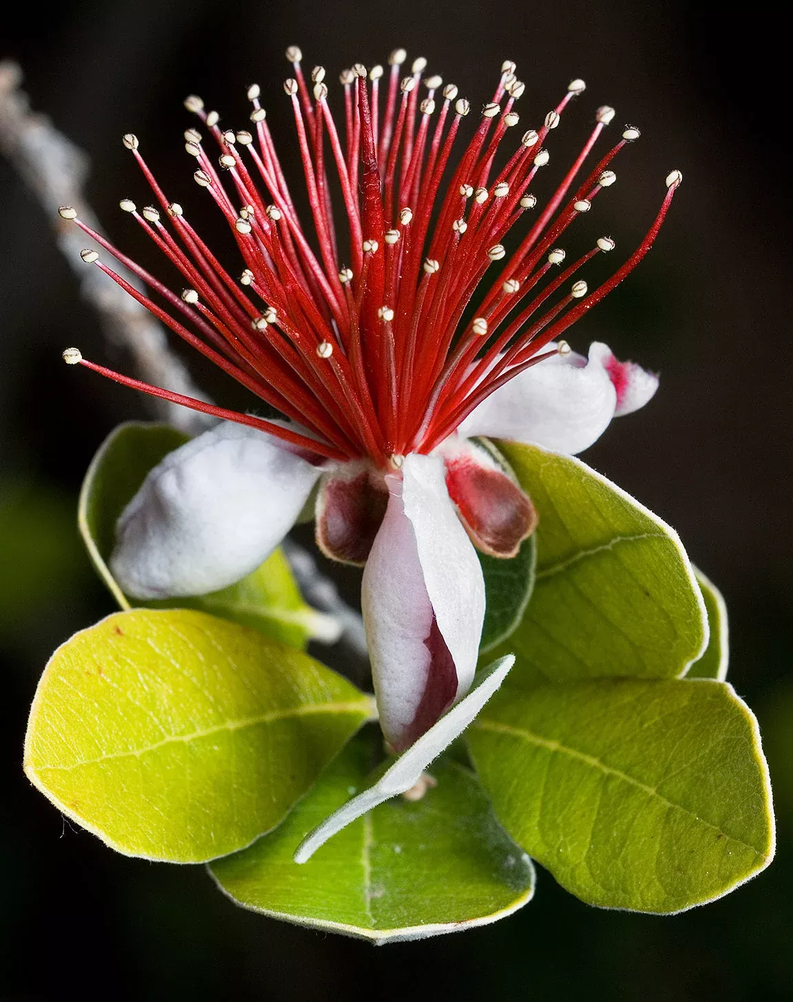 10-pineapple-guava-fruit-acca-guavasteen-brazilian-or-fig-guava-feijoa-sellowian 10 PINEAPPLE GUAVA Fruit Acca Guavasteen Brazilian or Fig Guava Feijoa Sellowiana Pink Red Flower Tree Shrub Seeds