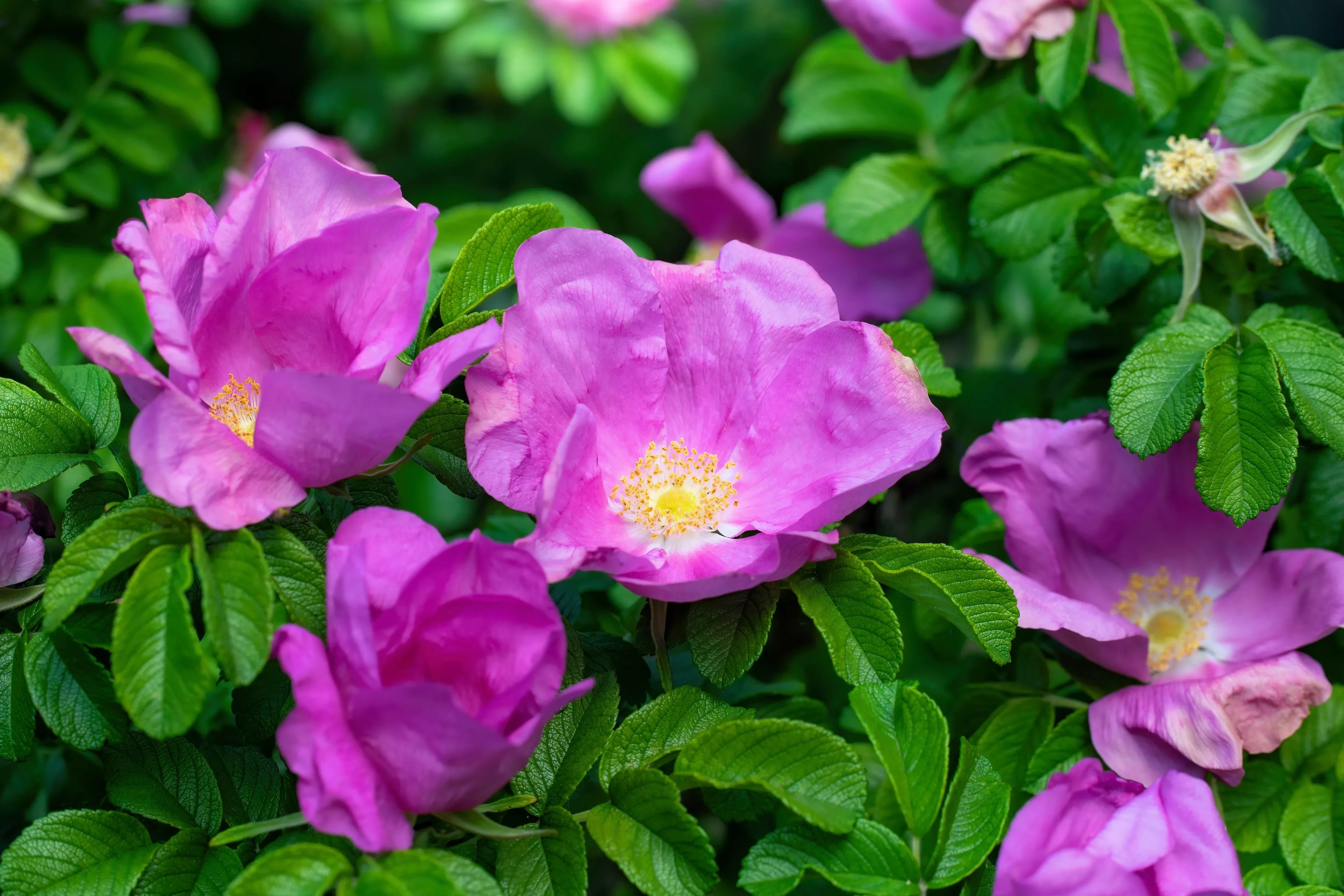 10-pink-cinnamon-rose-bush-amur-rosa-davurica-fragrant-flower-seeds 10 Pink CINNAMON ROSE Bush Amur Rosa Davurica Fragrant Flower Seeds