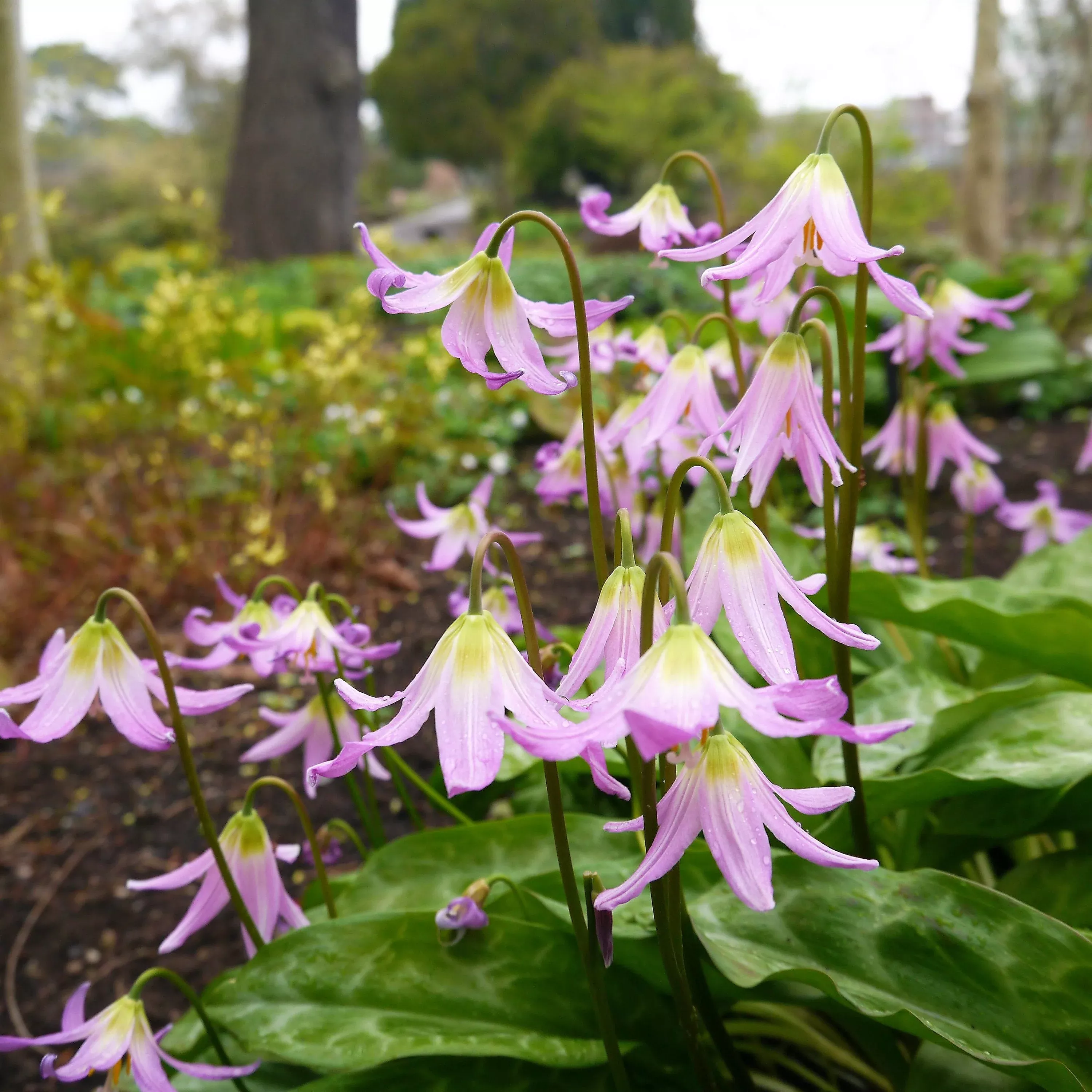 10-pink-fawn-lily-aka-trout-lily-avalanche-lily-dog-s-tooth-violet-erythronium-r 10 PINK FAWN LILY aka Trout Lily, Avalanche Lily, & Dog's Tooth Violet Erythronium Revolutum Native Flower Seeds