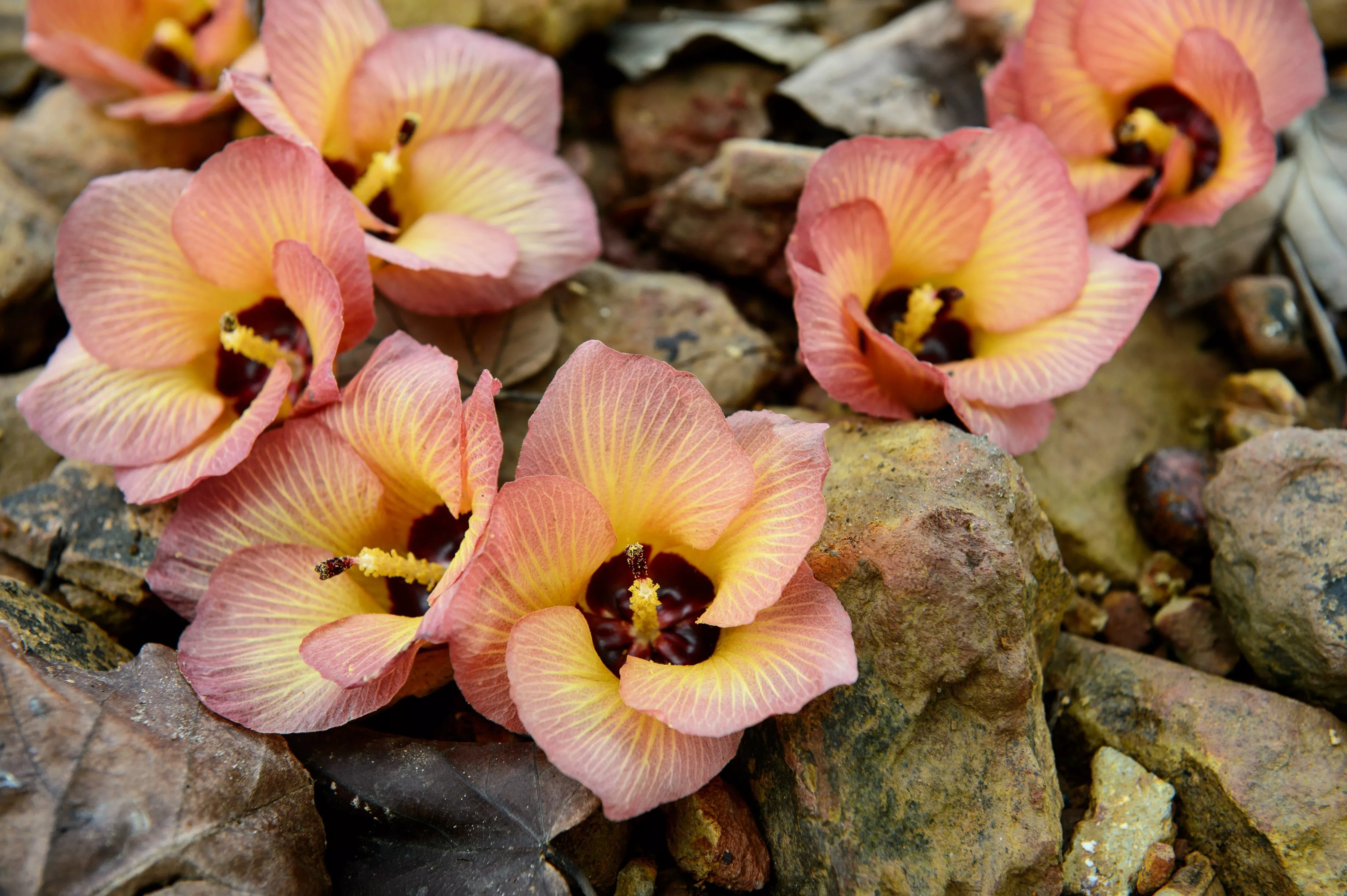 10-portia-tree-yellow-pink-purple-flowers-change-color-pacific-rosewood-tulip-th 10 PORTIA TREE Yellow Pink Purple Flowers Change Color Pacific Rosewood Tulip Thespesia Populnea Seeds