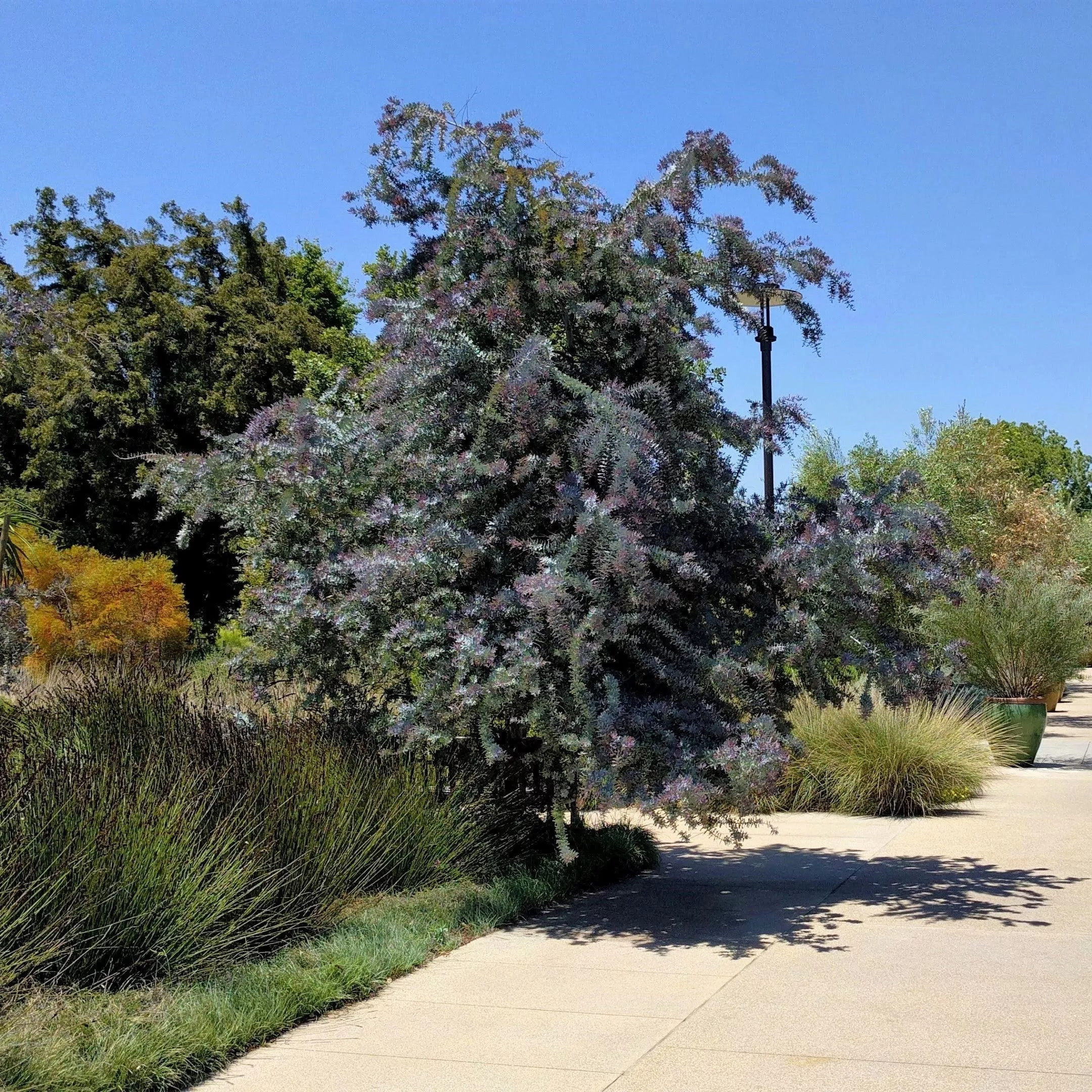 10-purple-acacia-baileyana-purpurea-fernleaf-mimosa-cootamundra-wattle-tree-yell 10 PURPLE ACACIA Baileyana Purpurea Fernleaf Mimosa Cootamundra Wattle Tree Yellow Flower Seeds