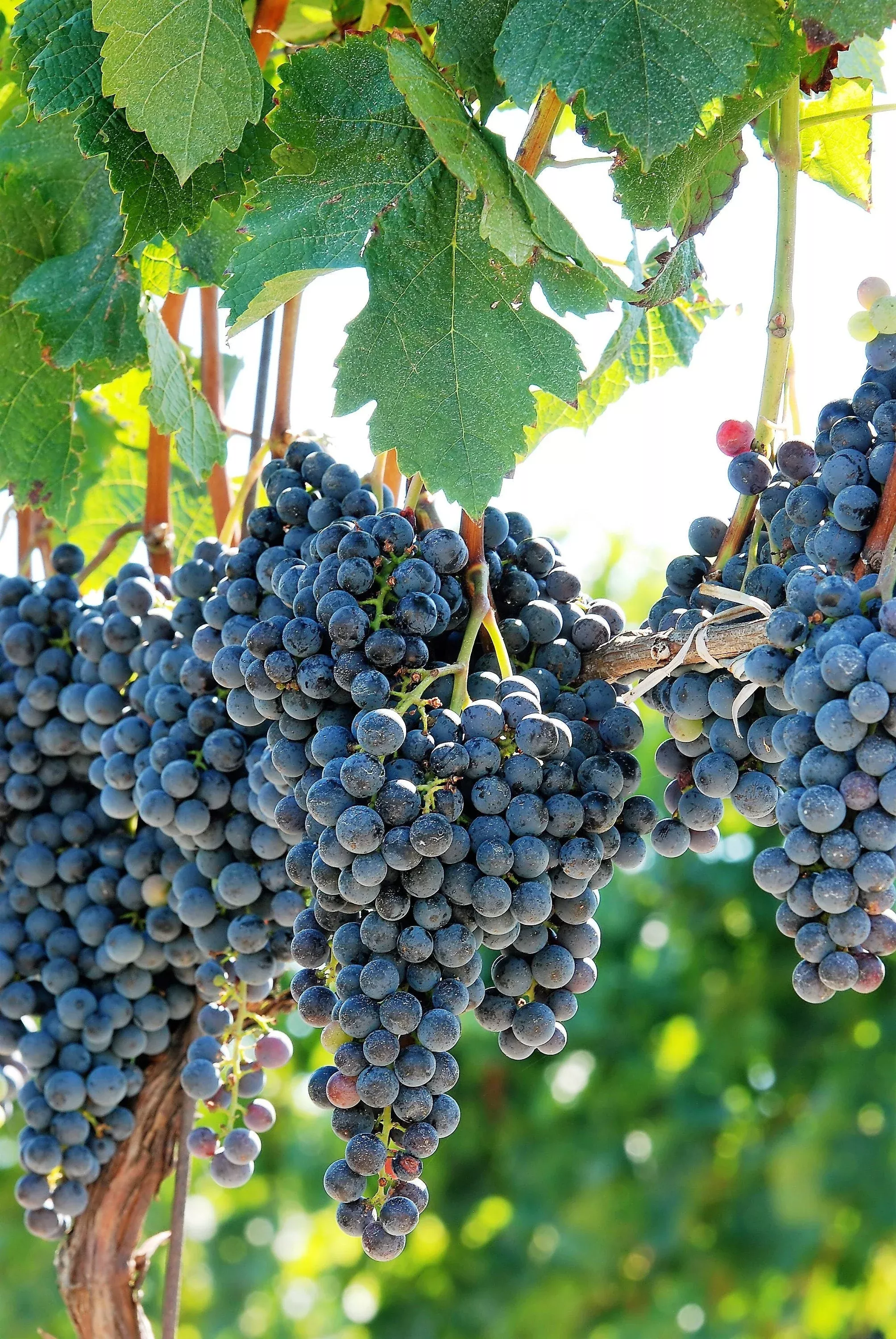 10-purple-concord-grape-fruit-vine-vitis-labrusca-white-flower-seeds 10 Purple CONCORD GRAPE Fruit Vine Vitis Labrusca White Flower Seeds