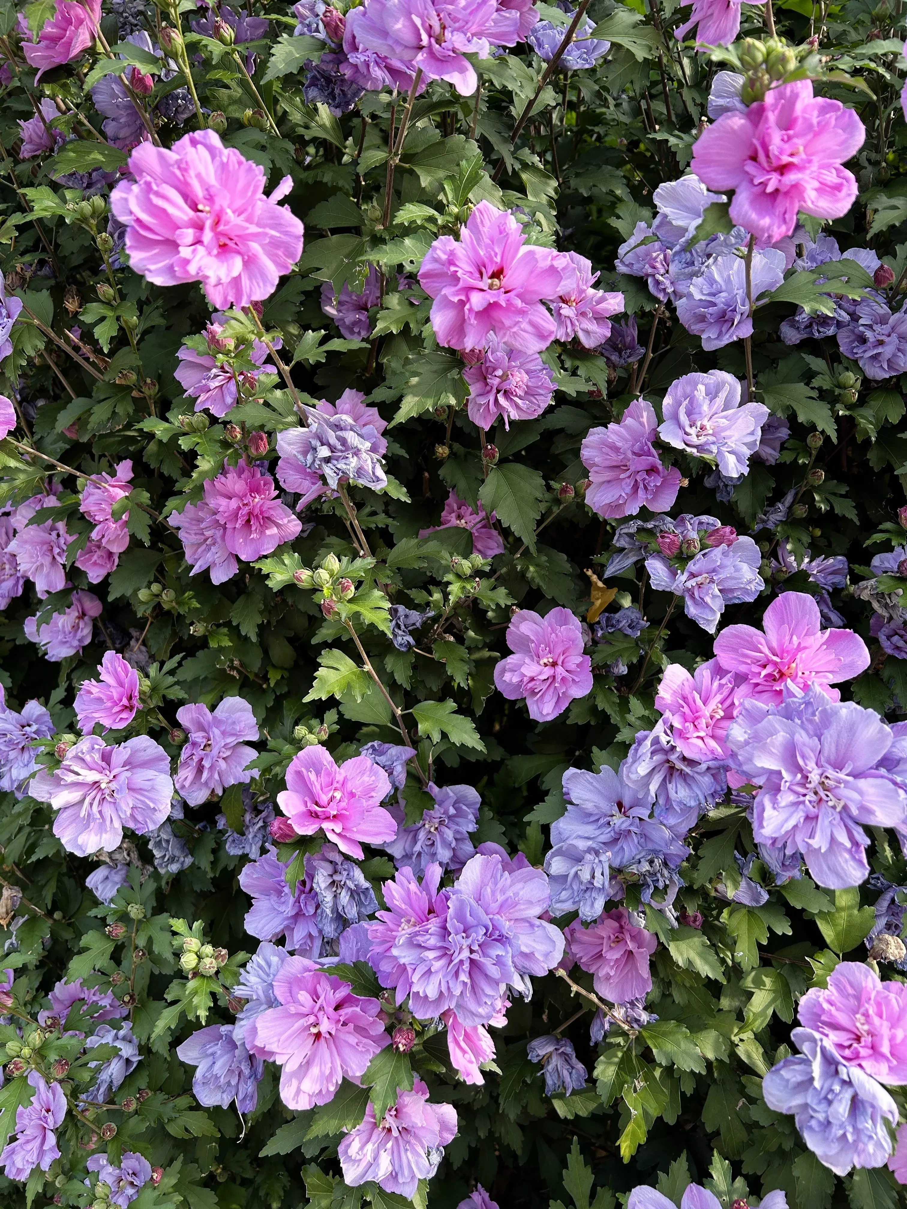 10-purple-double-rose-sharon-hibiscus-syriacus-flower-tree-shrub-seeds 10 Purple Double ROSE Of SHARON Hibiscus Syriacus Flower Tree Shrub Seeds