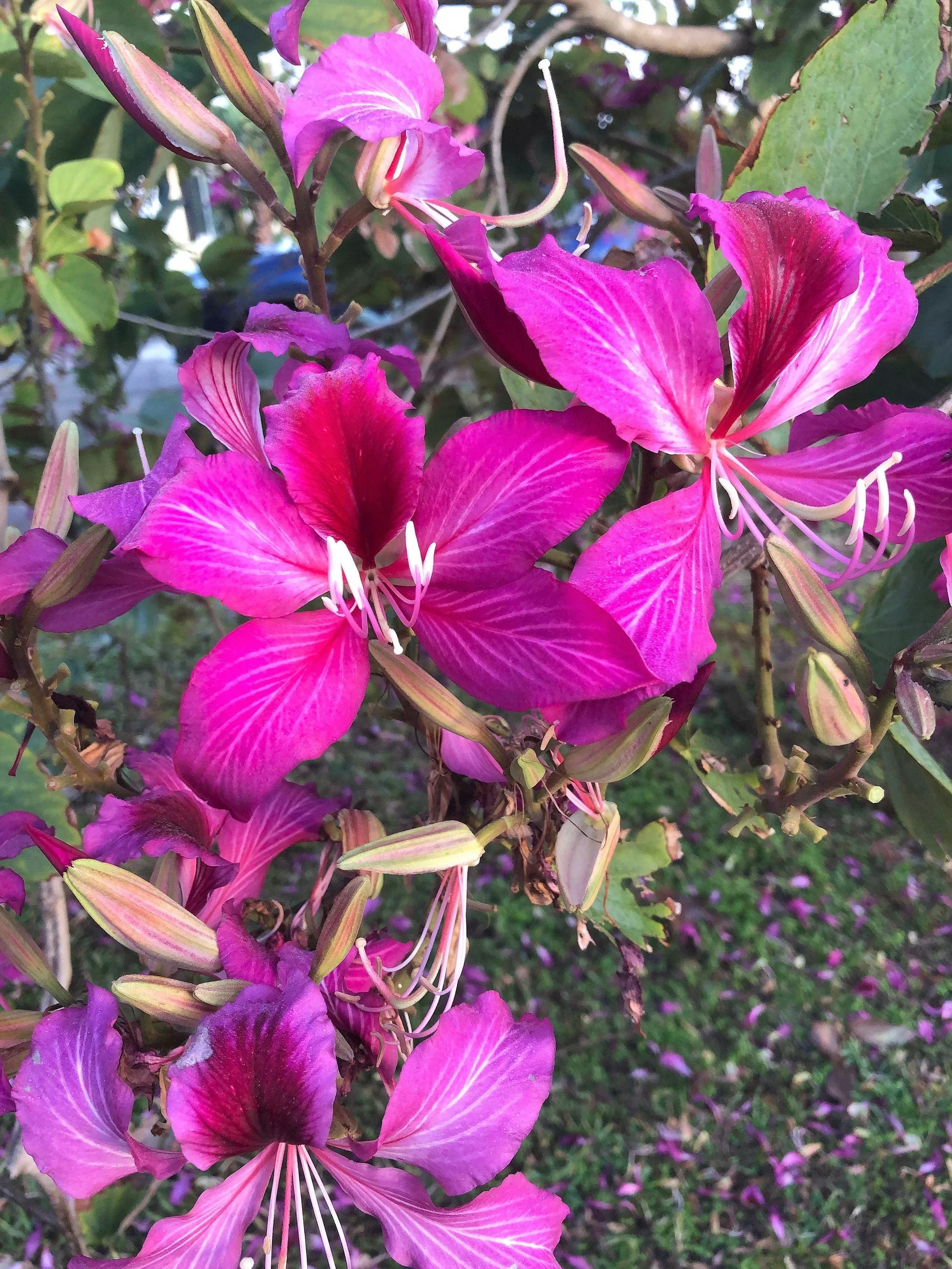10-purple-orchid-tree-bauhinia-purpurea-camel-s-foot-butterfly-flower-tree-hummi 10 PURPLE ORCHID TREE Bauhinia Purpurea Camel's Foot Butterfly Flower Tree Hummingbird Seeds