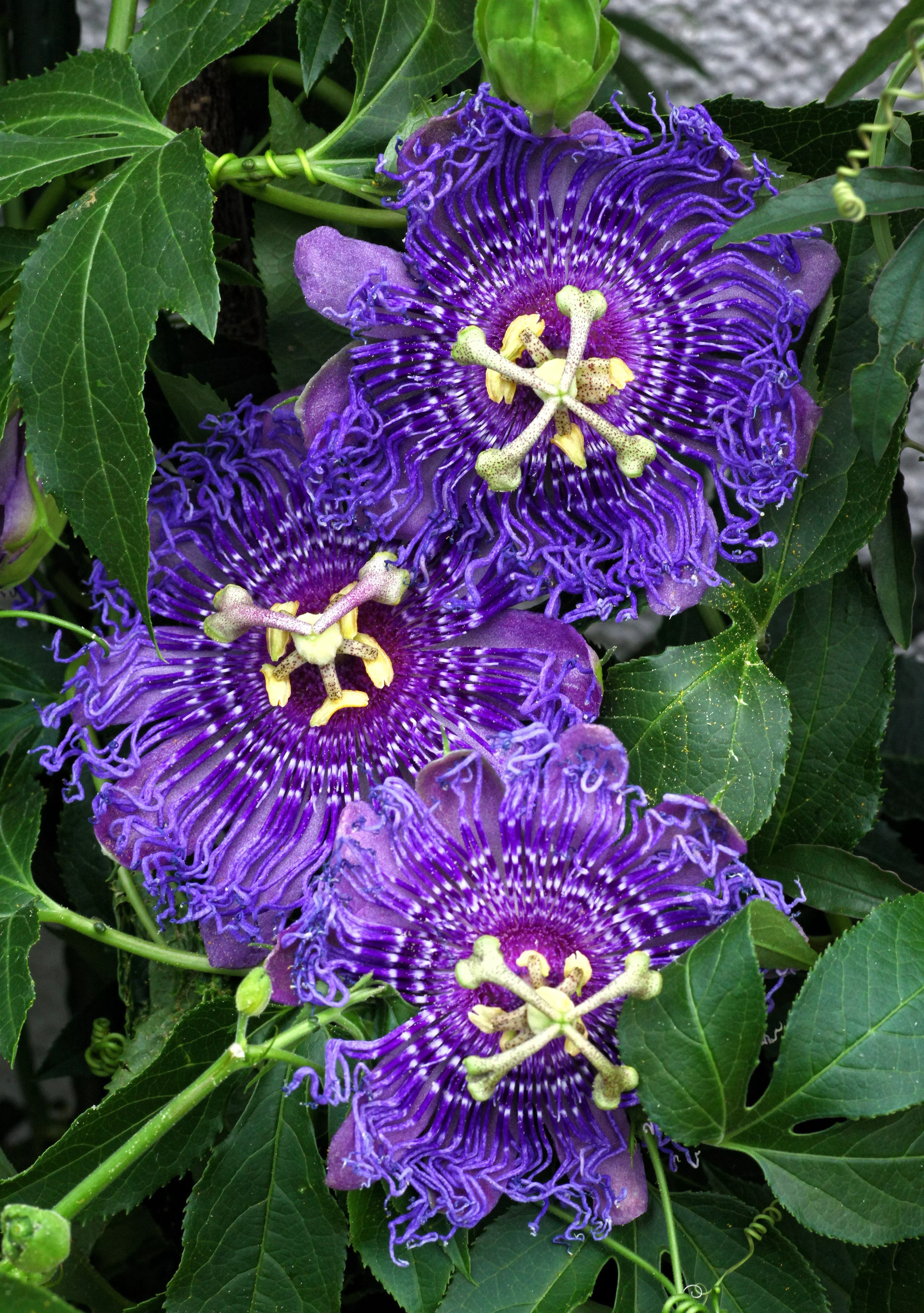 10-purple-passion-flower-passion-fruit-granadilla-passiflora-incarnata-vine-seed 10 Purple PASSION FLOWER Passion FRUIT Granadilla Passiflora Incarnata Vine Seeds
