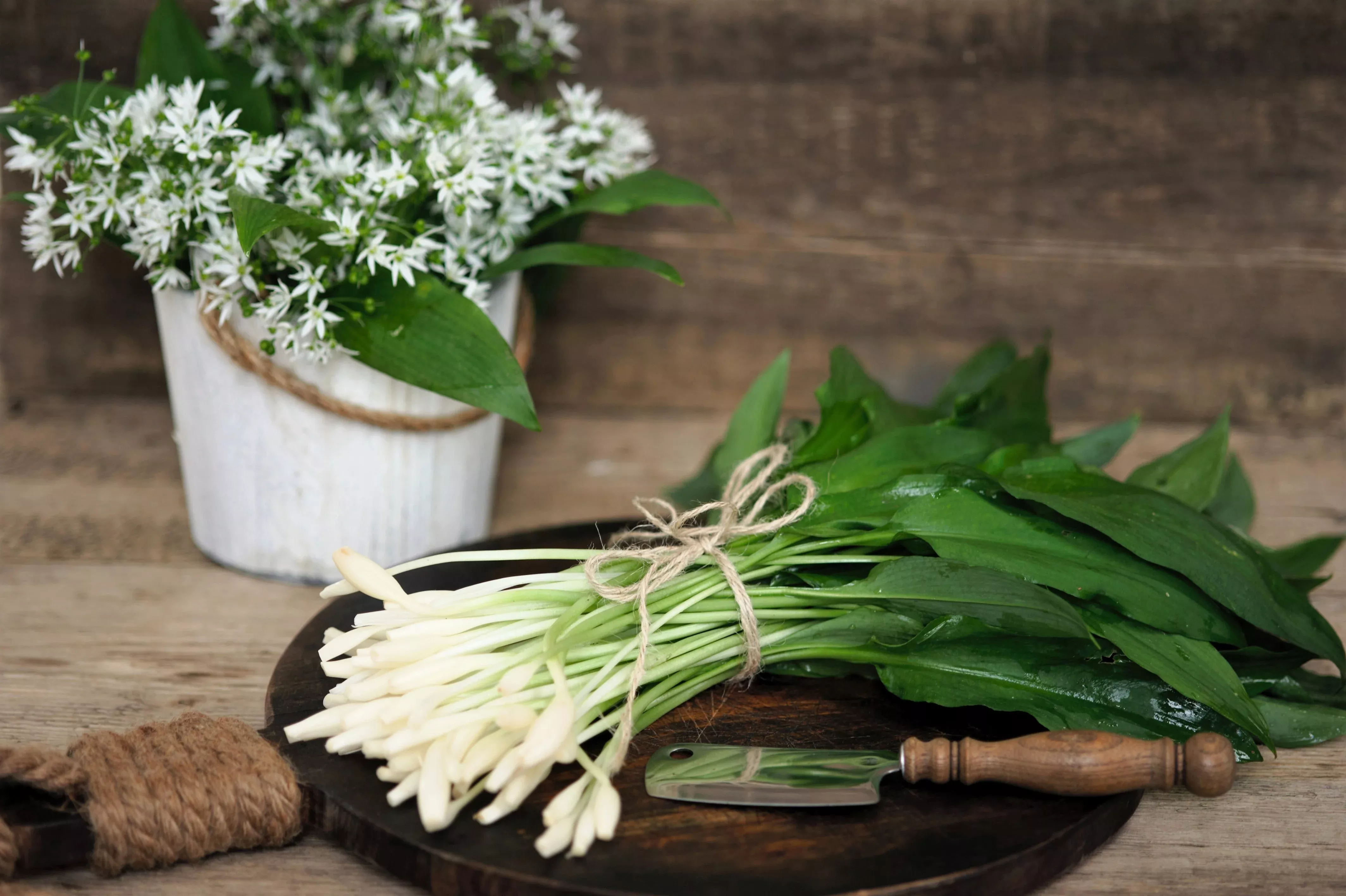 10-ramsons-wild-bear-garlic-allium-ursinum-vegetable-herb-white-flower-seeds 10 RAMSONS / WILD Bear GARLIC Allium Ursinum Vegetable Herb White Flower Seeds