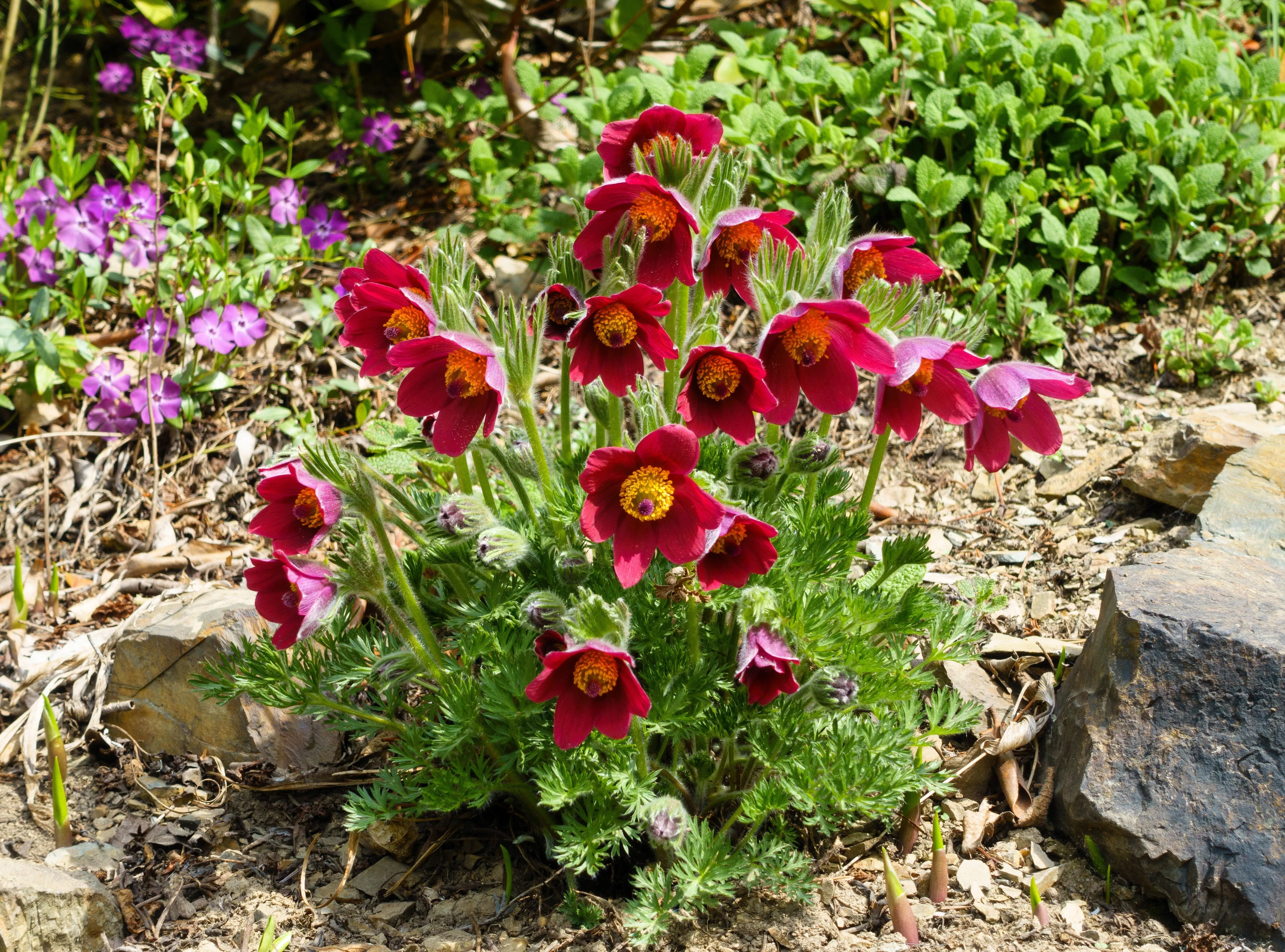 10-red-anemone-pulsatilla-vulgaris-pasque-flower-seeds 10 RED ANEMONE Pulsatilla Vulgaris PASQUE Flower Seeds