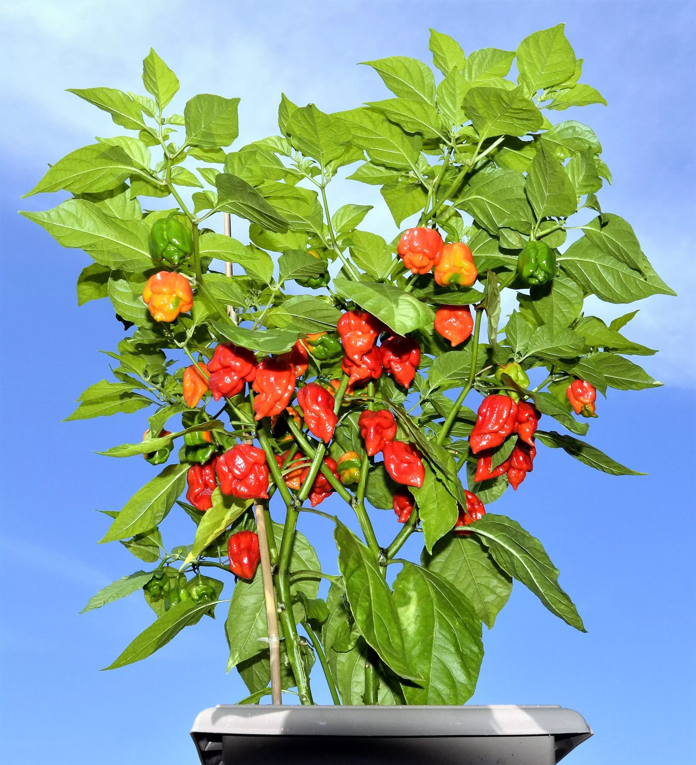 10-red-carolina-reaper-pepper-world-s-hottest-capsicum-chinense-hot-chili-vegeta 10 Red CAROLINA REAPER PEPPER World's Hottest Capsicum Chinense Hot Chili Vegetable Seeds
