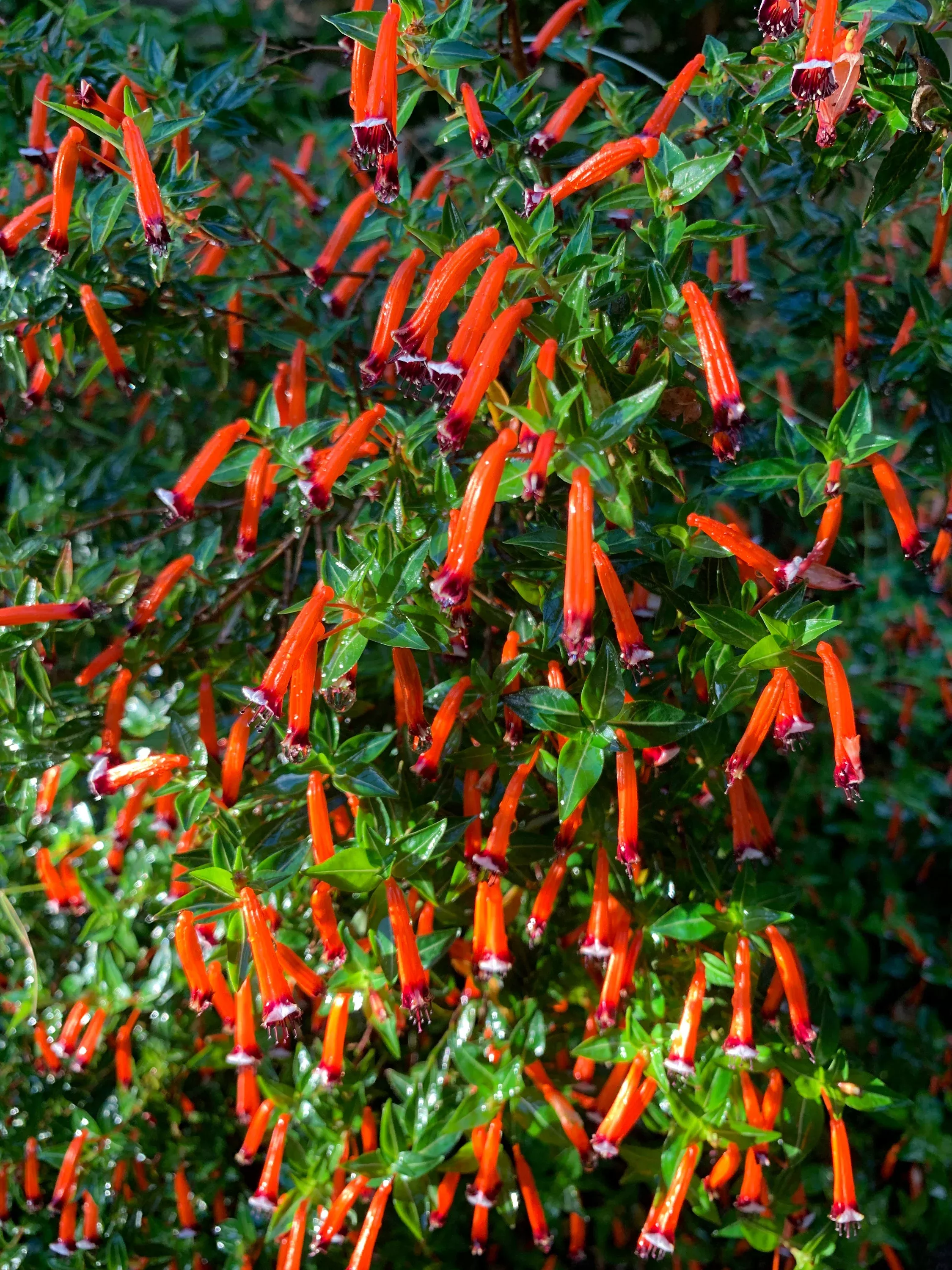 10-red-cigar-plant-mexican-firecracker-cuphea-ignea-hummingbird-flower-seeds 10 Red CIGAR PLANT Mexican Firecracker Cuphea Ignea Hummingbird Flower Seeds