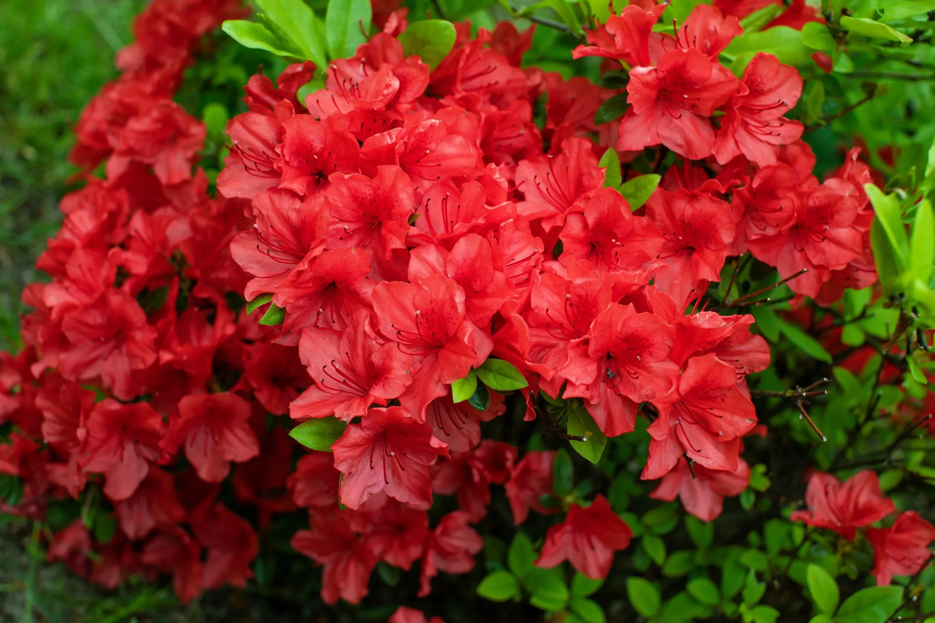 10-red-cumberland-azalea-rhododendron-cumberlandense-bush-shrub-flower-seeds 10 RED CUMBERLAND AZALEA Rhododendron Cumberlandense Bush Shrub Flower Seeds