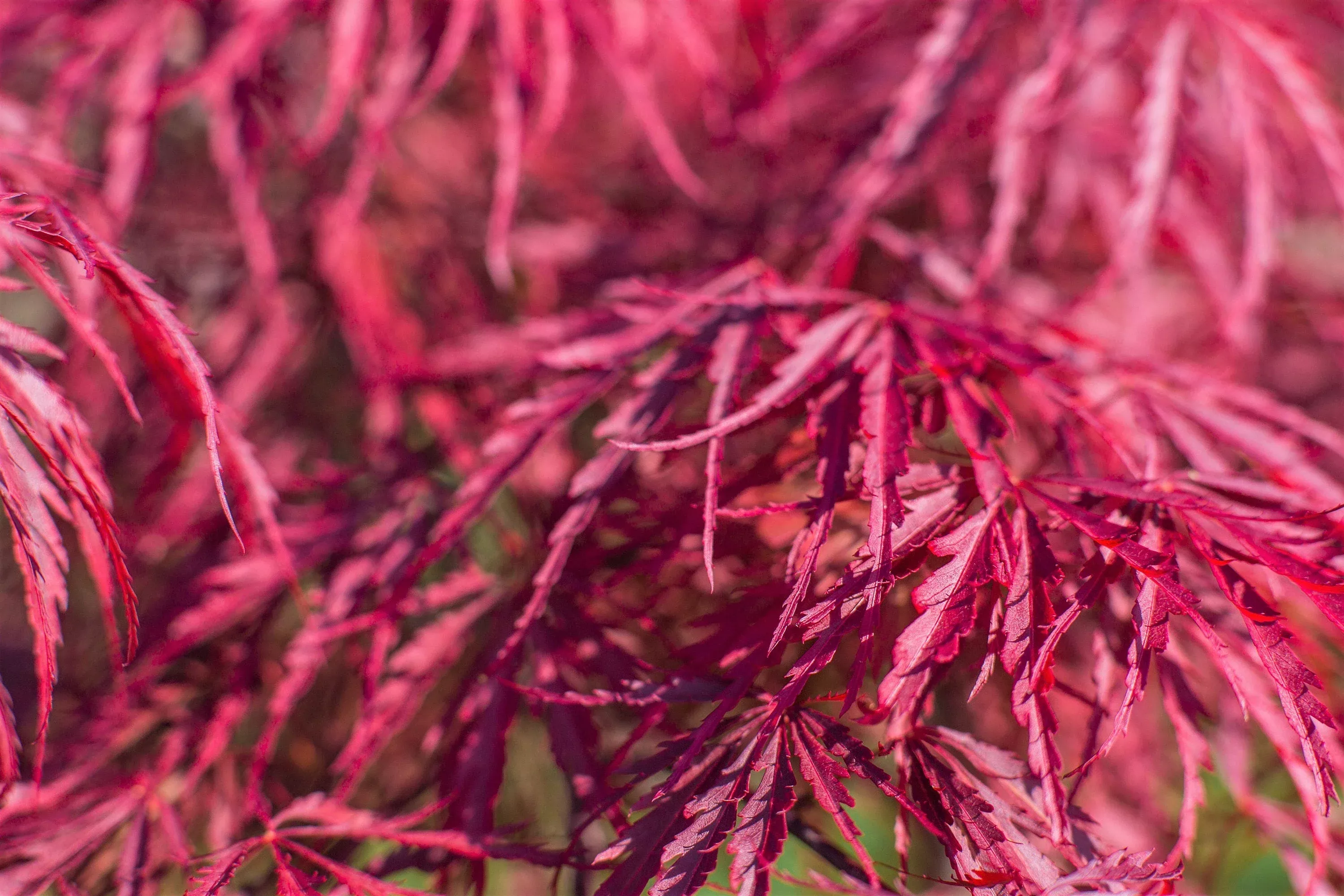 10-red-dwarf-japanese-laceleaf-maple-tree-lace-blood-acer-palmatum-atropurpureum 10 Red Dwarf Japanese LACELEAF MAPLE Tree Lace Blood Acer Palmatum Atropurpureum Dissectum Shrub Seeds