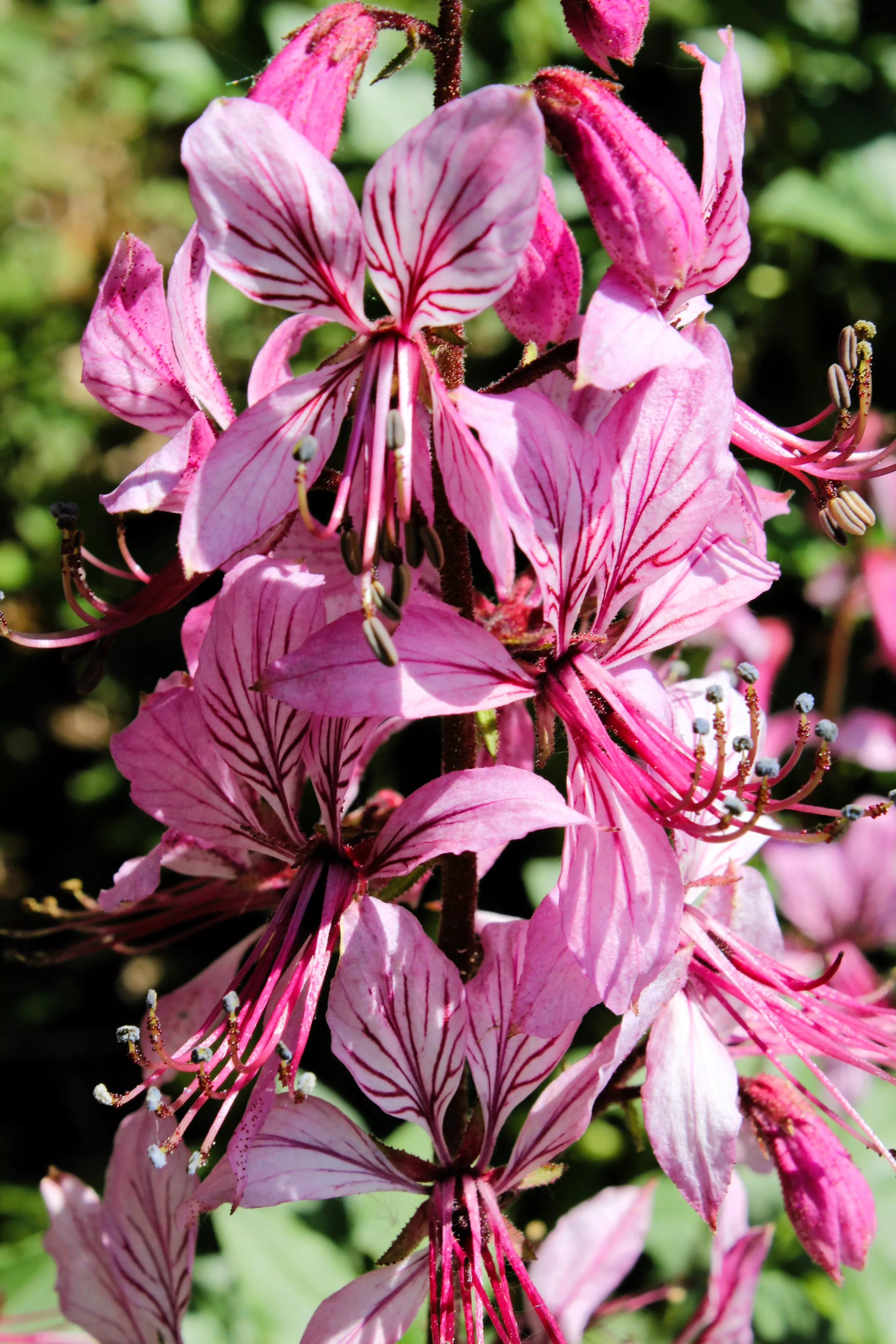 10-red-gas-plant-fragrant-fire-plant-dictamnus-albus-ruber-flower-seeds 10 RED GAS PLANT Fragrant Fire Plant Dictamnus Albus Ruber Flower Seeds