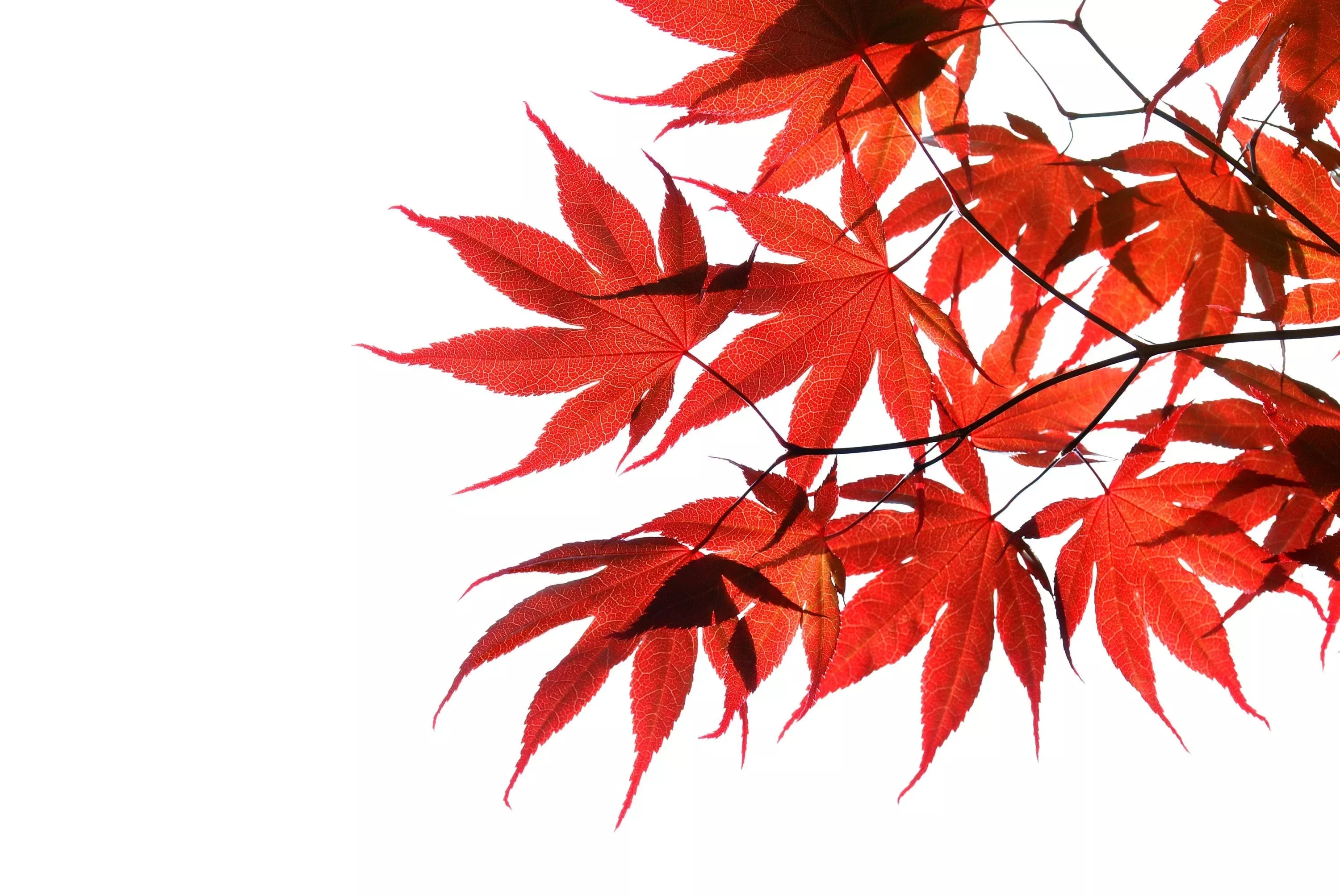 10-red-japanese-maple-tree-bloodgood-ornamental-acer-palmatum-seeds 10 RED JAPANESE MAPLE Tree Bloodgood Ornamental Acer Palmatum Seeds