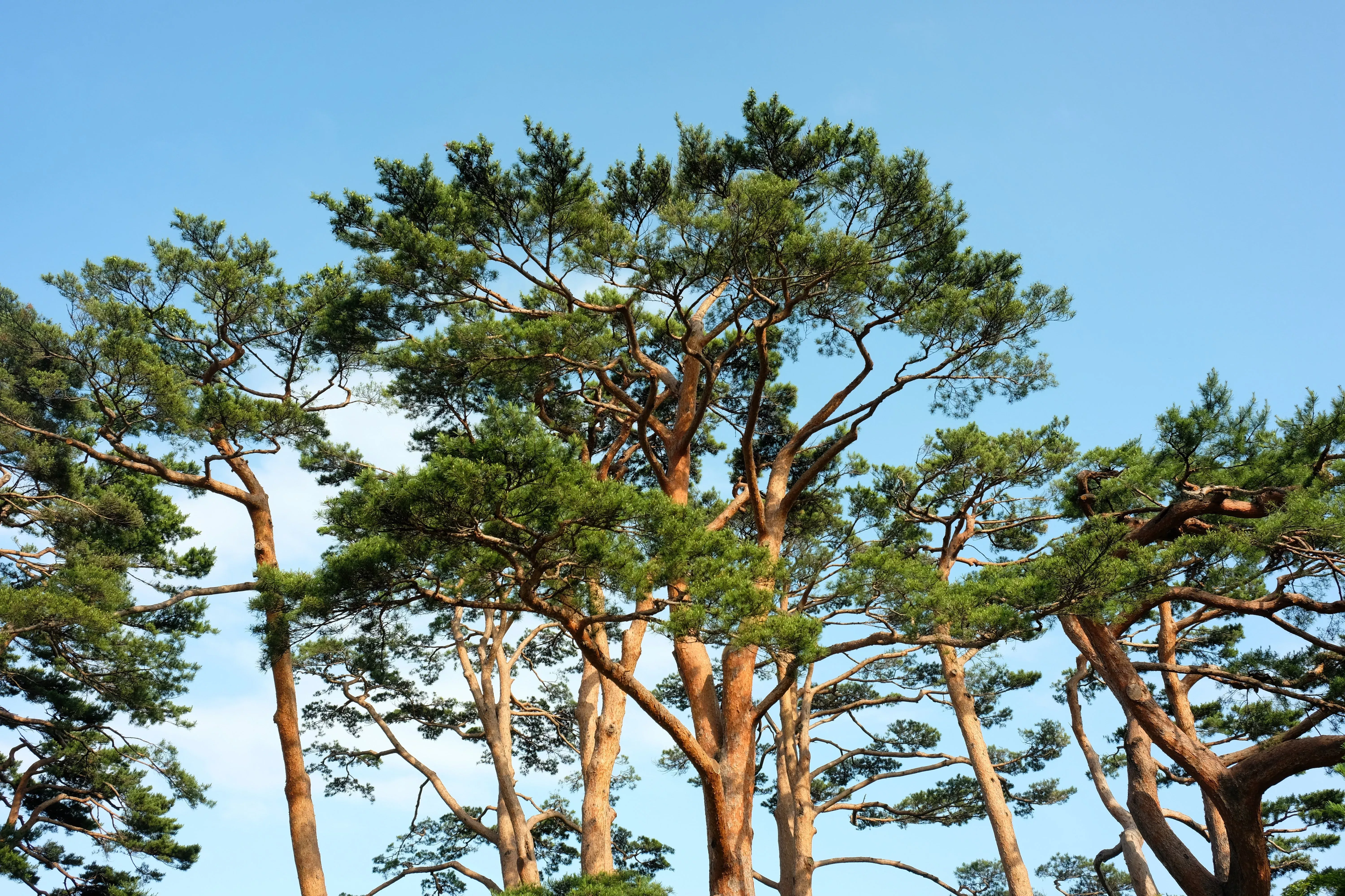 10-red-japanese-pine-tree-korean-pinus-densiflora-evergreen-seeds 10 RED Japanese PINE TREE Korean Pinus Densiflora Evergreen Seeds