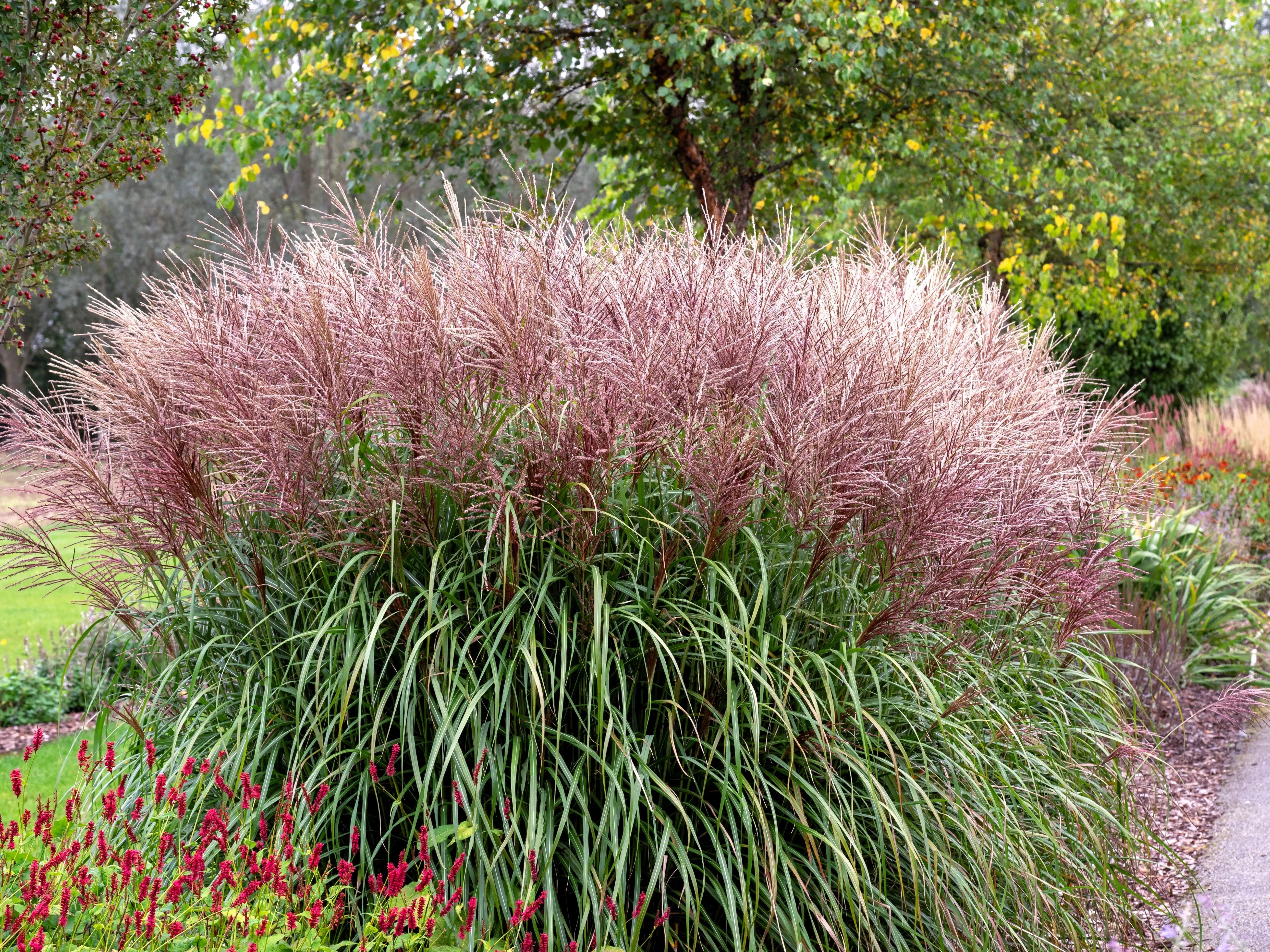 10-red-maiden-grass-miscanthus-sinensis-plumes-ornamental-flower-seeds 10 RED MAIDEN GRASS Miscanthus Sinensis Plumes Ornamental Flower Seeds