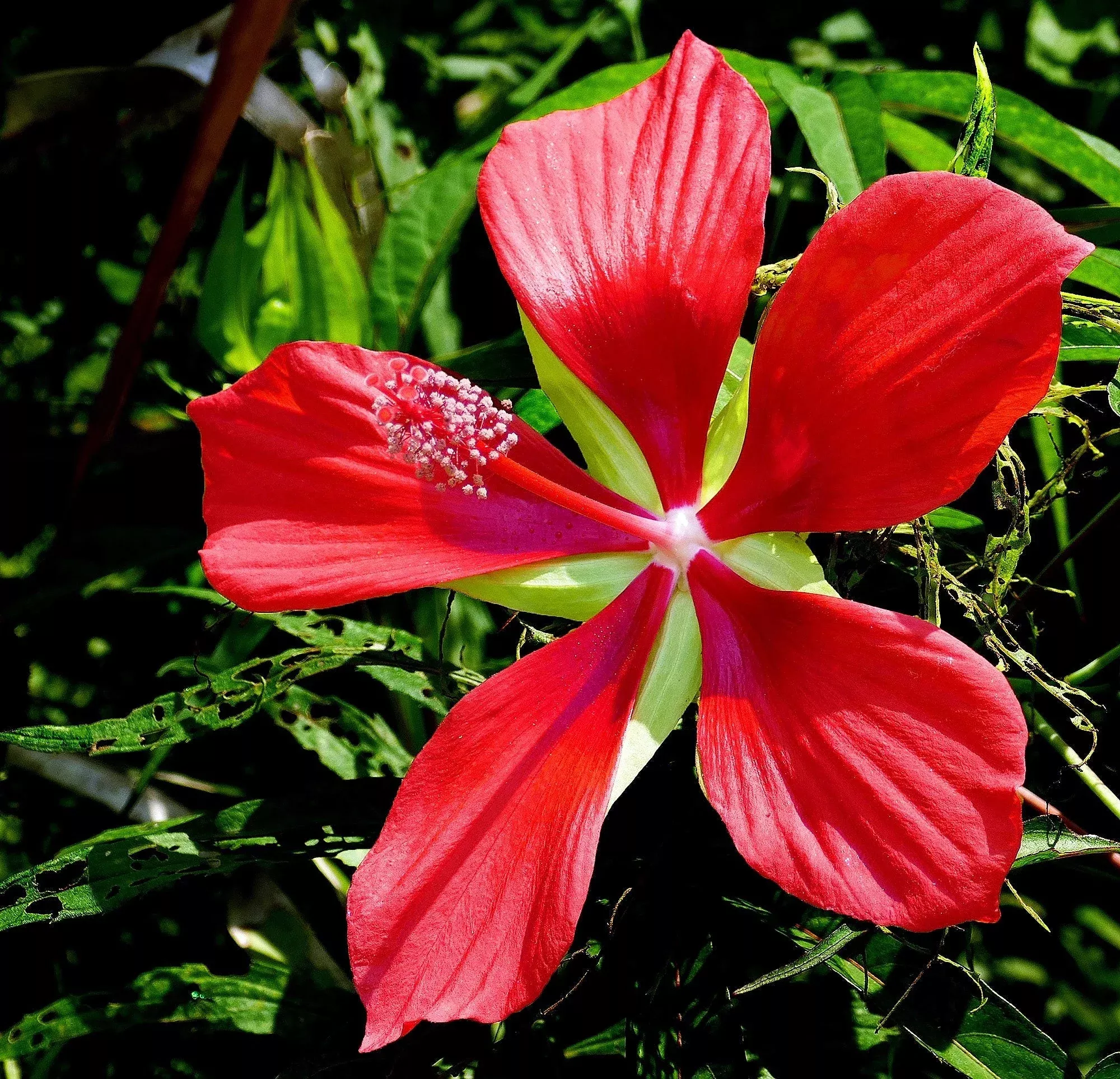 10-red-texas-star-hibiscus-coccineus-scarlet-rosemallow-flower-seeds 10 Red TEXAS STAR HIBISCUS Coccineus Scarlet Rosemallow Flower Seeds
