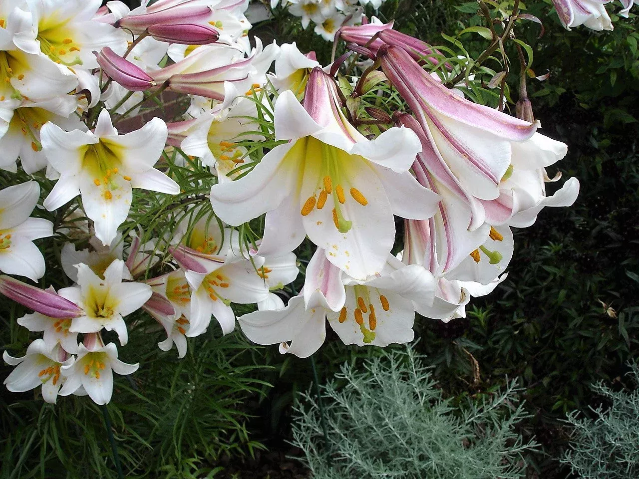 10-regal-trumpet-lily-aka-royal-king-s-lilium-regale-white-pink-yellow-flower-se 10 REGAL TRUMPET LILY aka Royal / King's Lilium Regale White Pink Yellow Flower Seeds
