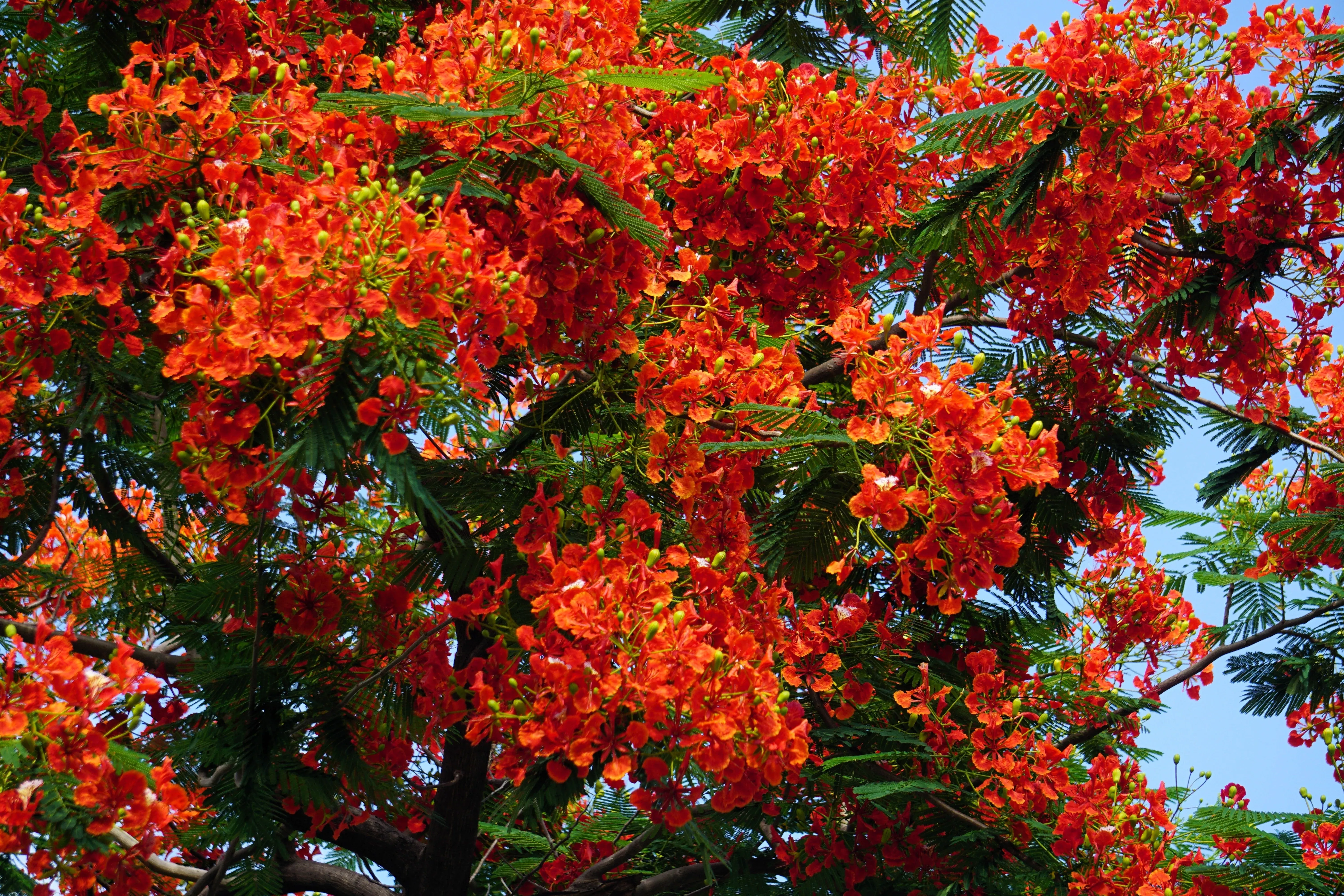 10-royal-poinciana-tree-delonix-regia-aka-red-flame-flamboyant-tree-peacock-flow 10 ROYAL POINCIANA TREE Delonix Regia aka Red Flame Flamboyant Tree Peacock Flower Seeds