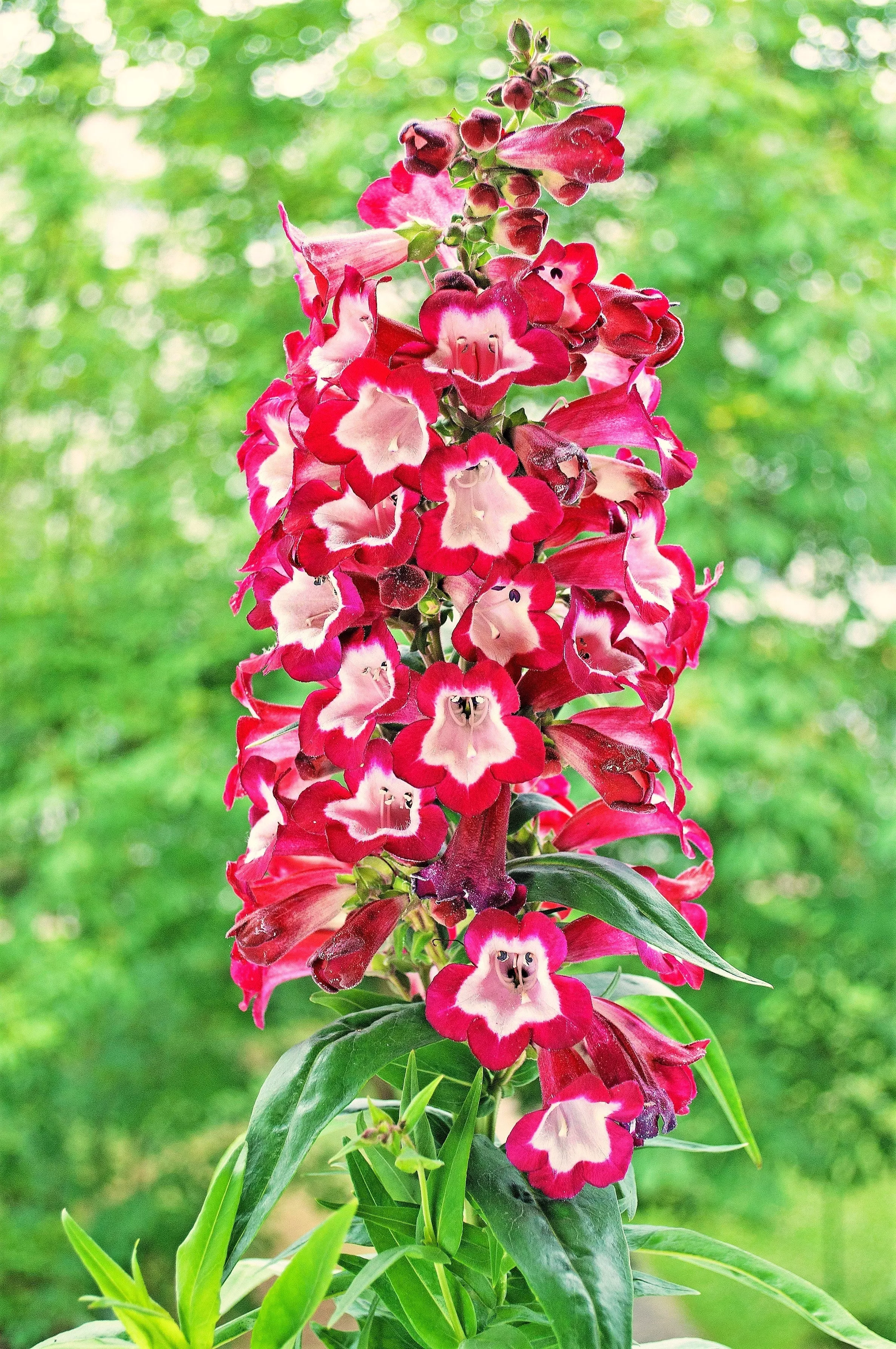 10-scarlet-penstemon-hartwegii-beardtongue-red-white-flower-seeds 10 SCARLET PENSTEMON Hartwegii Beardtongue Red & White Flower Seeds