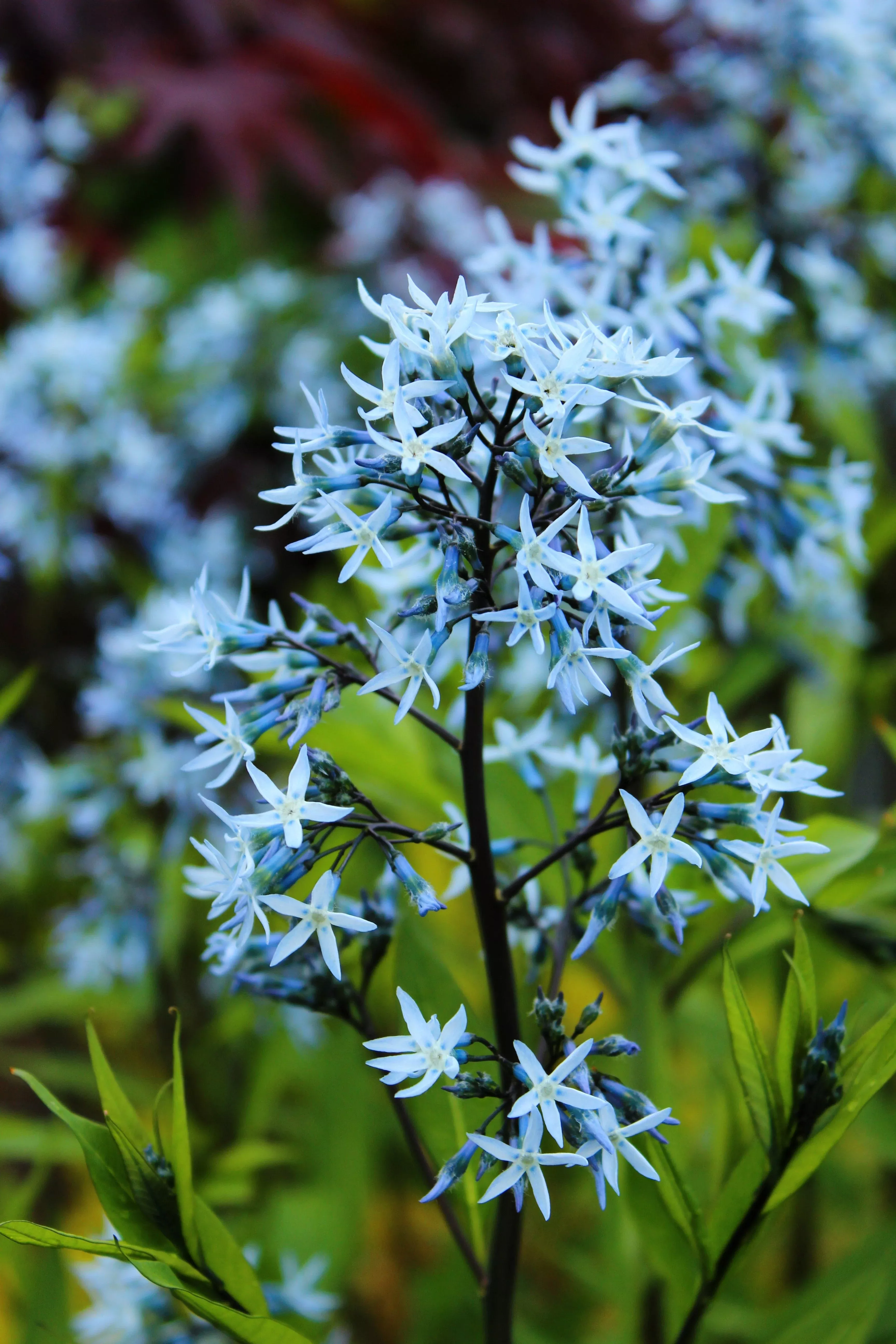 10-shining-bluestar-ozark-or-showy-blue-star-amsonia-illustris-flower-seeds 10 SHINING BLUESTAR Ozark or Showy Blue Star Amsonia Illustris Flower Seeds