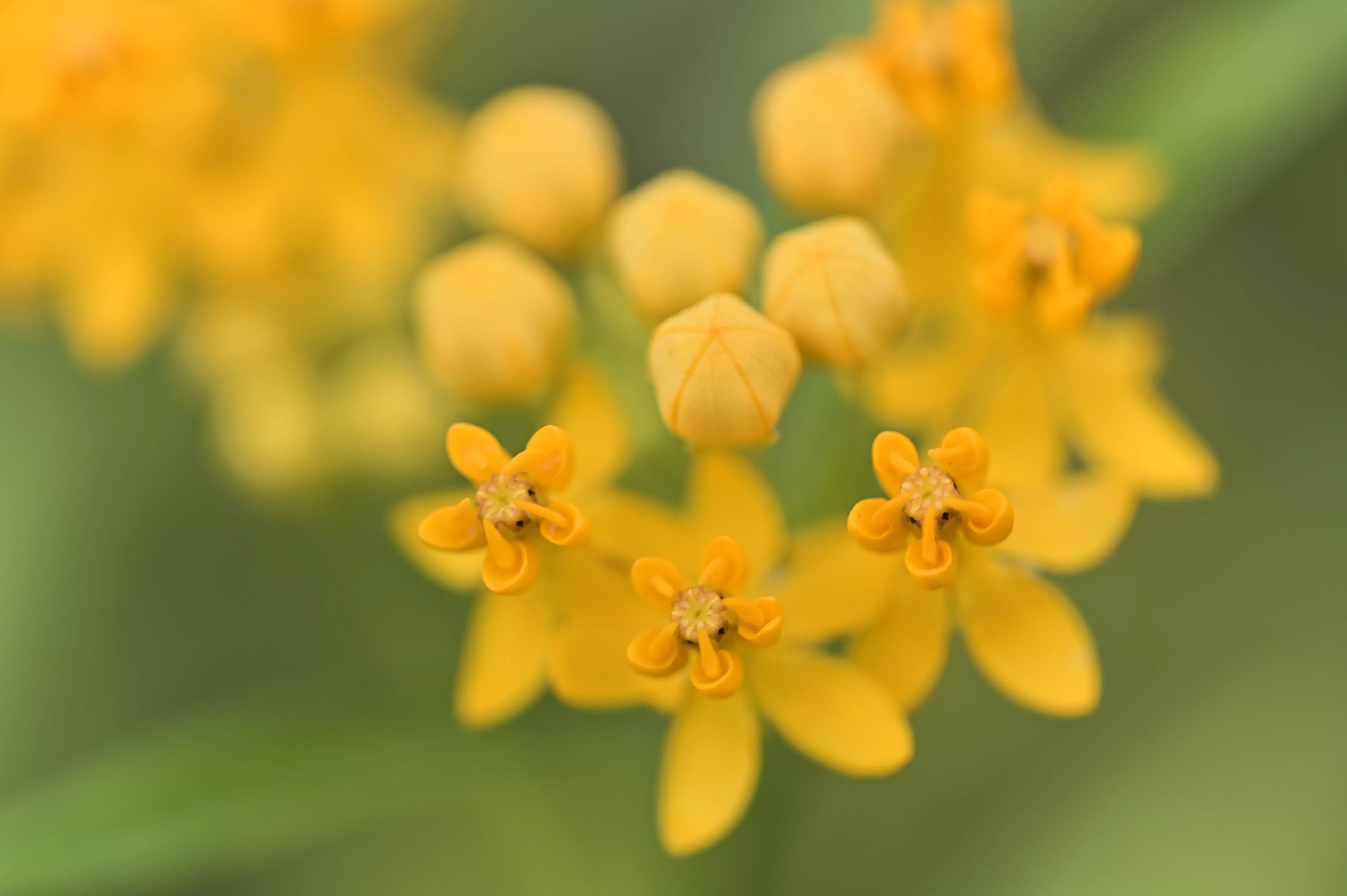 10-silky-gold-milkweed-butterfly-weed-asclepias-curassavica-monarch-flower-seeds 10 SILKY GOLD MILKWEED Butterfly Weed Asclepias Curassavica Monarch Flower Seeds