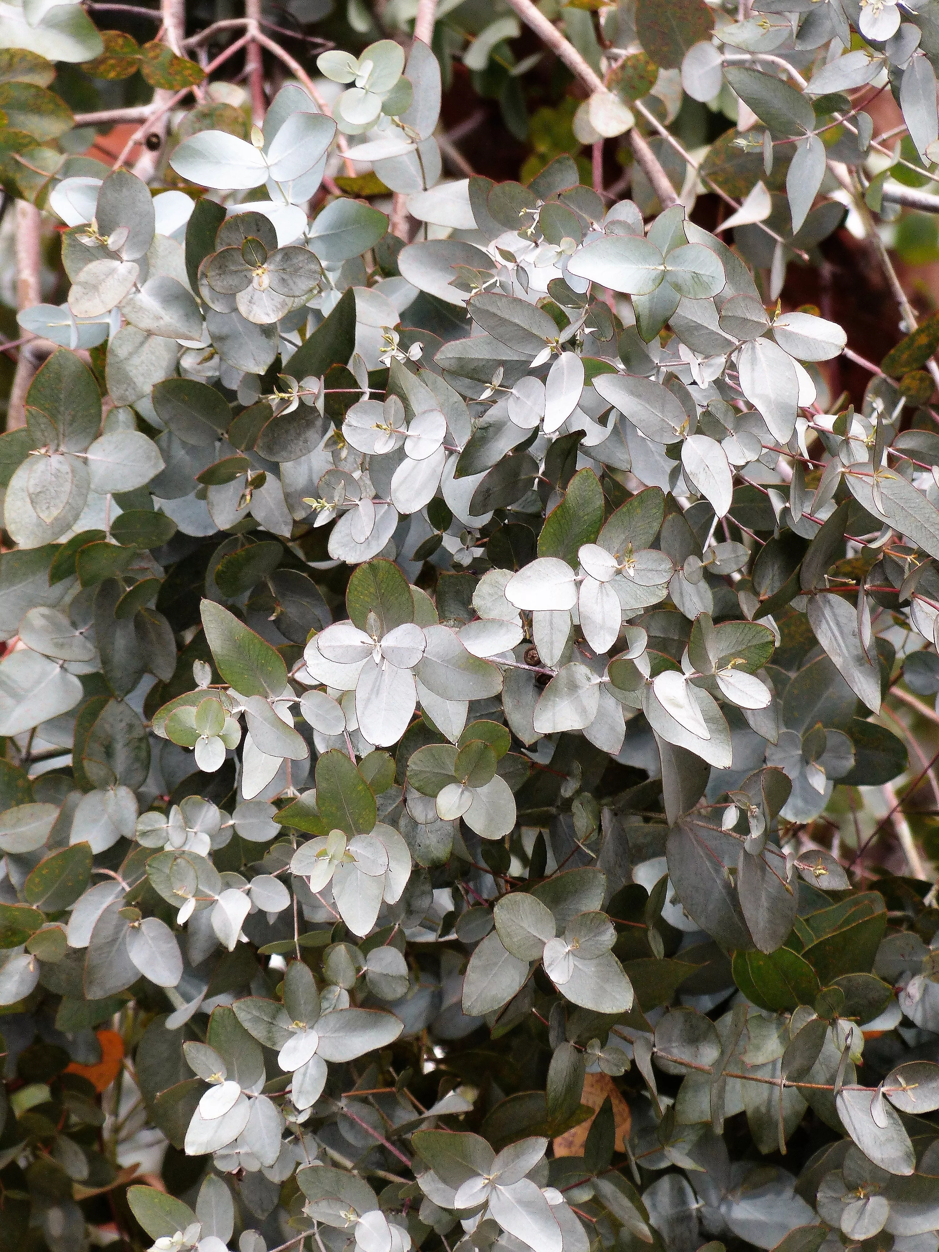 10-silver-box-eucalyptus-pruinosa-silvery-blue-green-foliage-apple-box-smoke-tre 10 SILVER BOX EUCALYPTUS Pruinosa Silvery Blue-Green Foliage Apple Box Smoke Tree White Yellow Flower Seeds