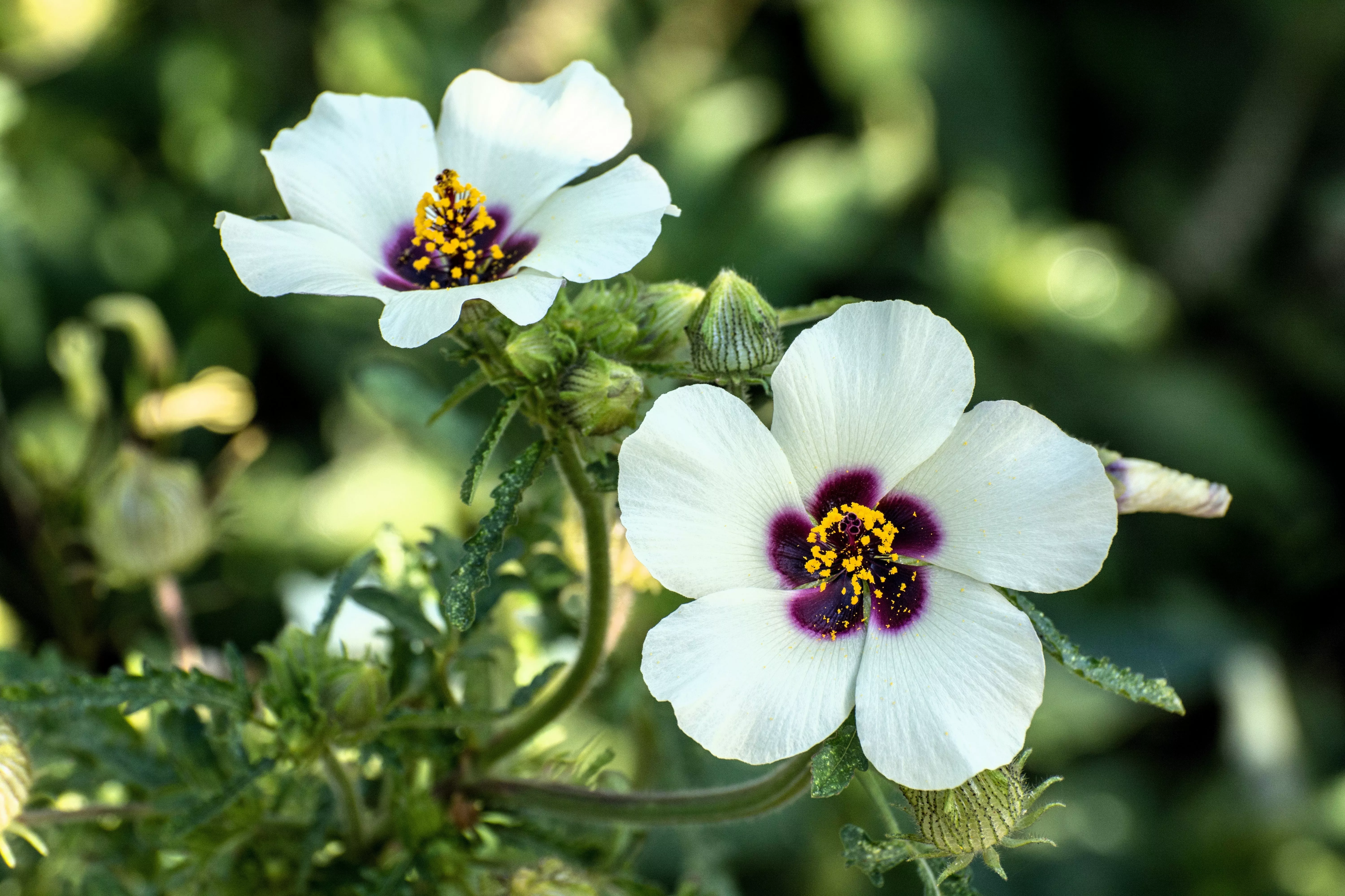 10-simply-love-hibiscus-flower-hour-baldder-hibiscus-hibiscus-trionum-flower-see 10 SIMPLY LOVE HIBISCUS (Flower of the Hour / Baldder Hibiscus) Hibiscus Trionum Flower Seeds