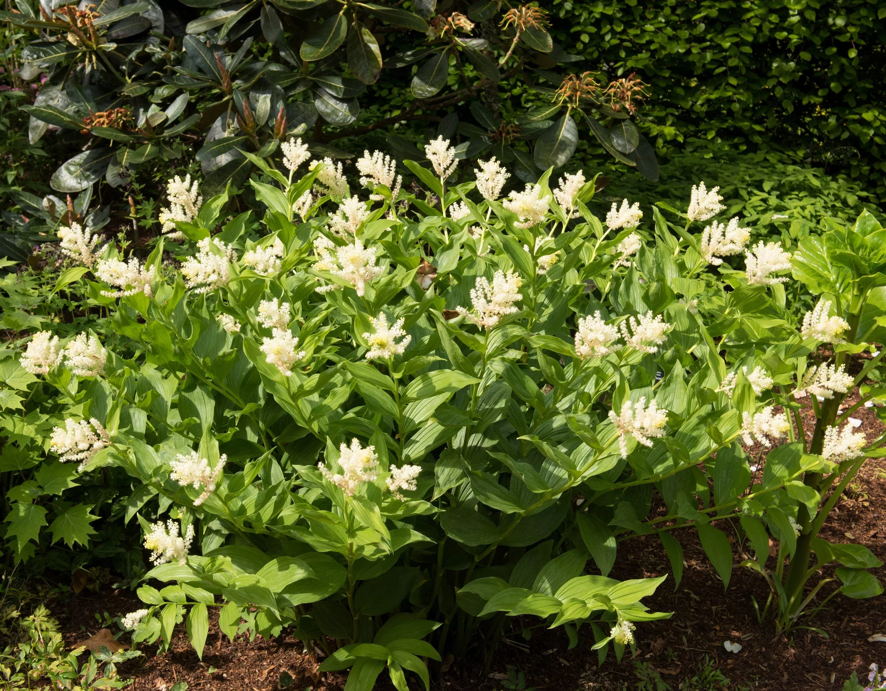 10-solomon-s-spike-white-western-false-seal-maianthemum-racemosum-flower-seeds 10 SOLOMON'S SPIKE White Western False Seal Maianthemum Racemosum Flower Seeds