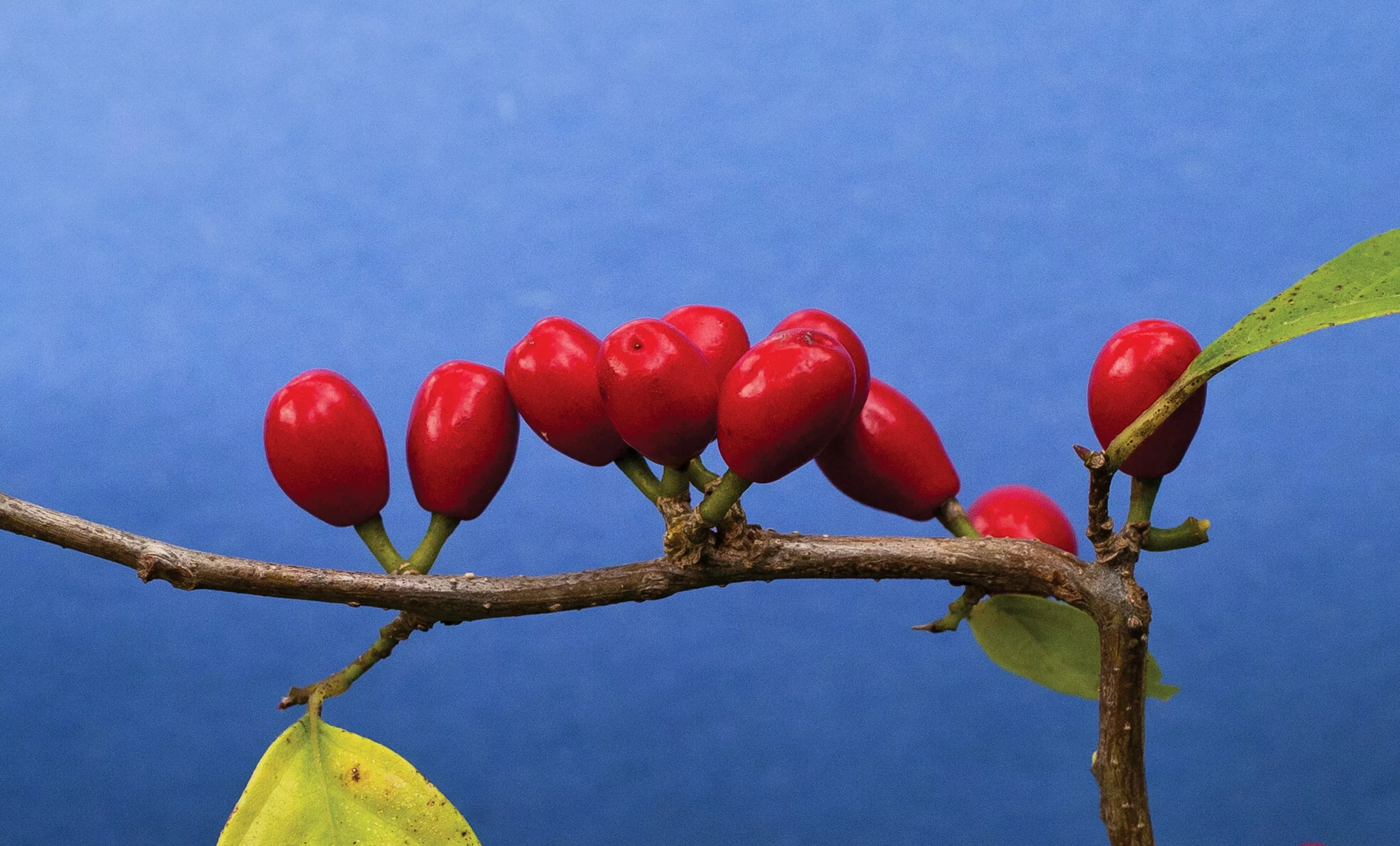 10-spicebush-wild-allspice-lindera-benzoin-northern-spice-bush-red-berry-yellow- 10 SPICEBUSH Wild Allspice Lindera Benzoin Northern Spice Bush Red Berry Yellow Flower Seeds