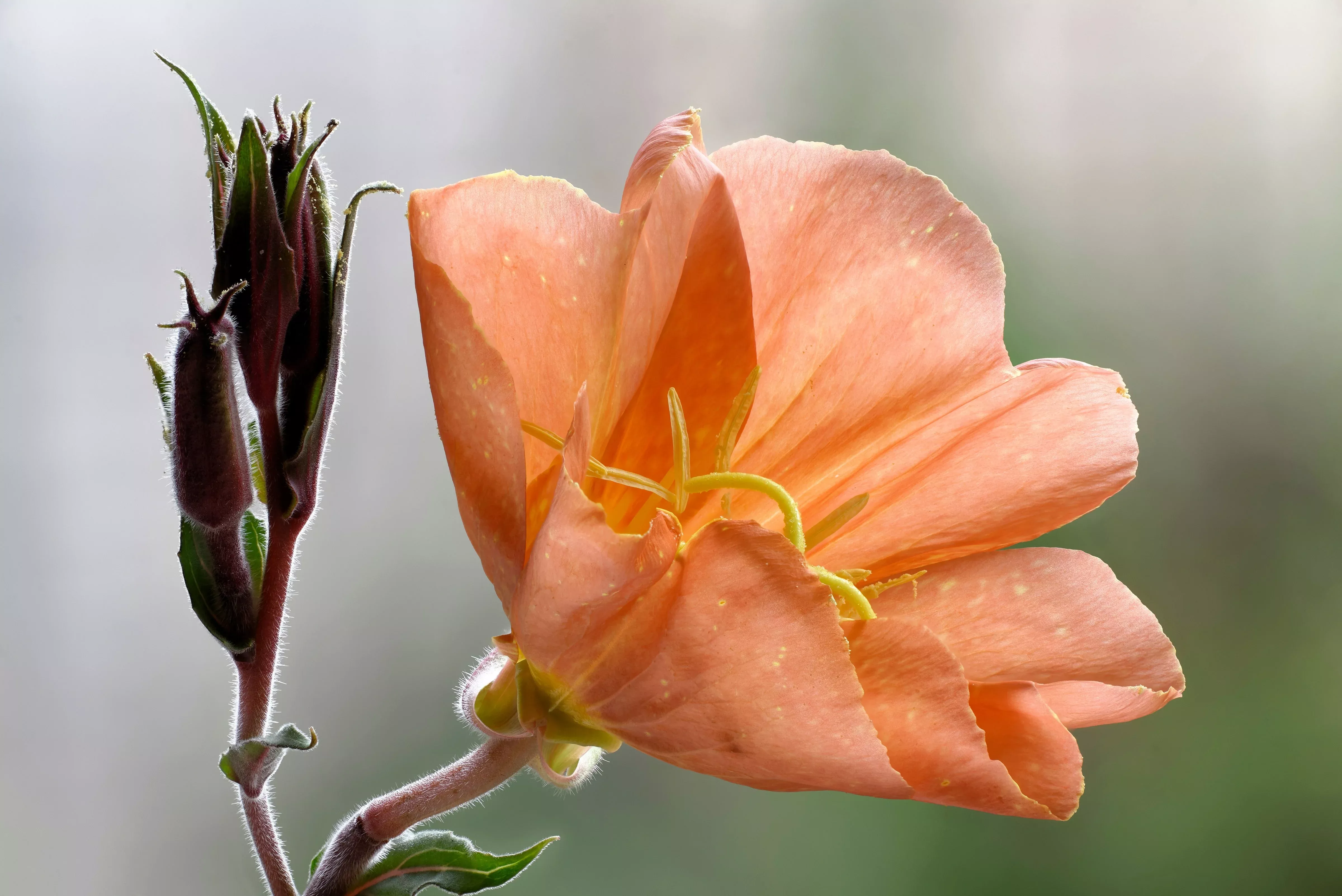 10-sunset-boulevard-primrose-orange-evening-oenothera-versicolor-sundrops-flower 10 SUNSET BOULEVARD PRIMROSE Orange Evening Oenothera Versicolor Sundrops Flower Seeds