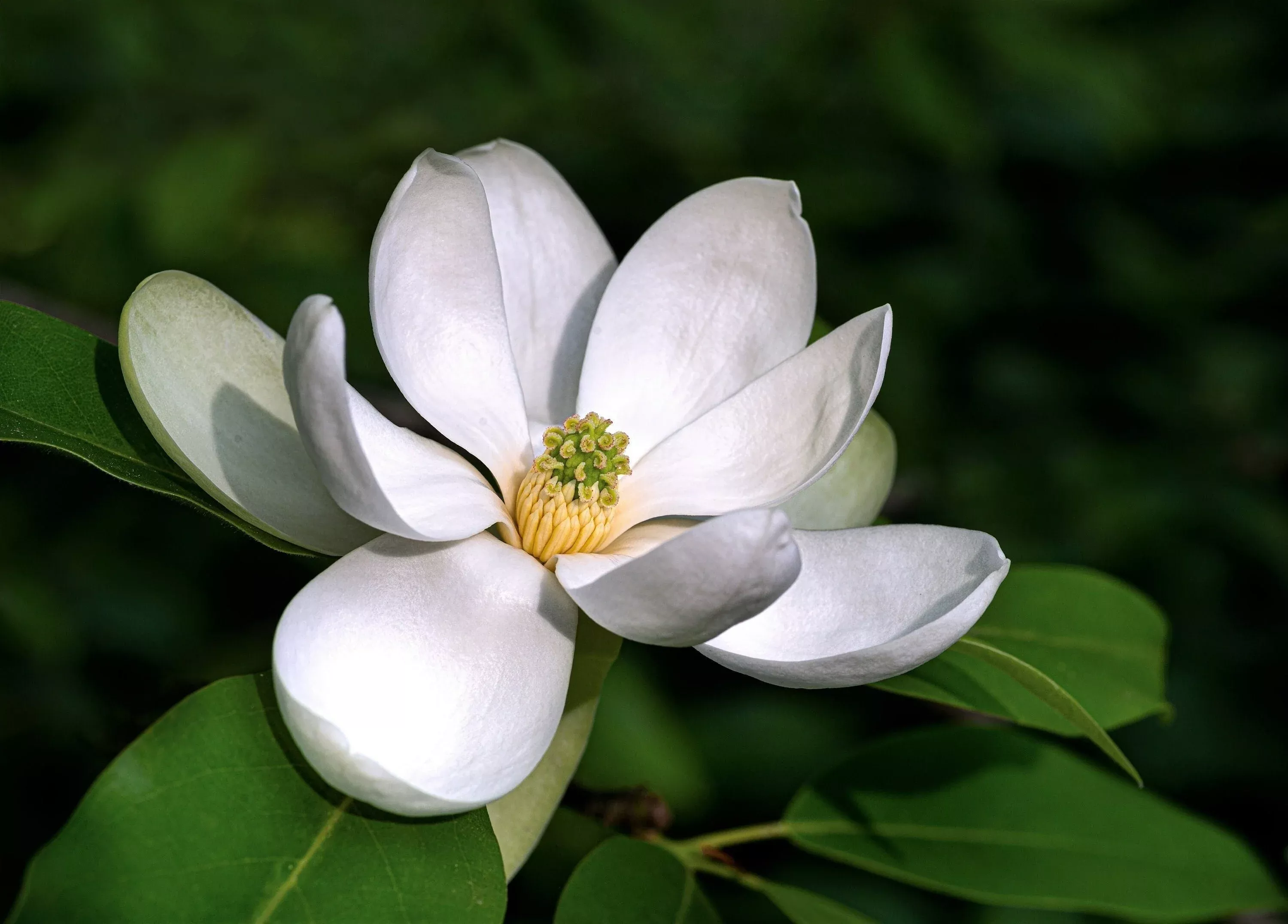 10-sweetbay-magnolia-virginiana-tree-shrub-native-sweet-bay-white-bay-laurel-mag 10 SWEETBAY MAGNOLIA Virginiana TREE Shrub Native Sweet Bay, White Bay, Laurel Magnolia - White 3" Fragrant Flower Seeds