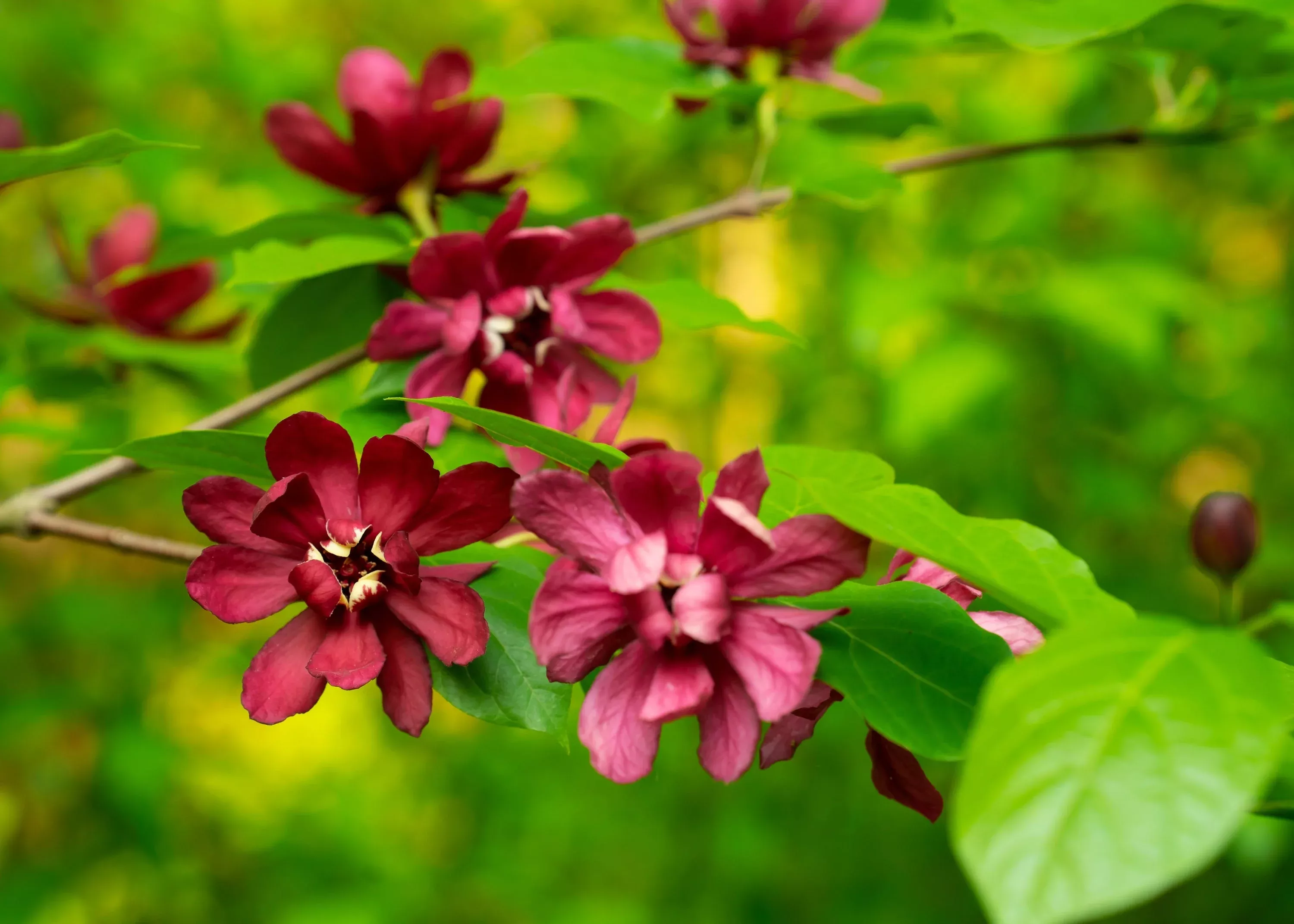 10-sweetshrub-carolina-allspice-fragrant-calycanthus-floridus-shrub-flower-seeds 10 SWEETSHRUB Carolina Allspice Fragrant Calycanthus Floridus Shrub Flower Seeds