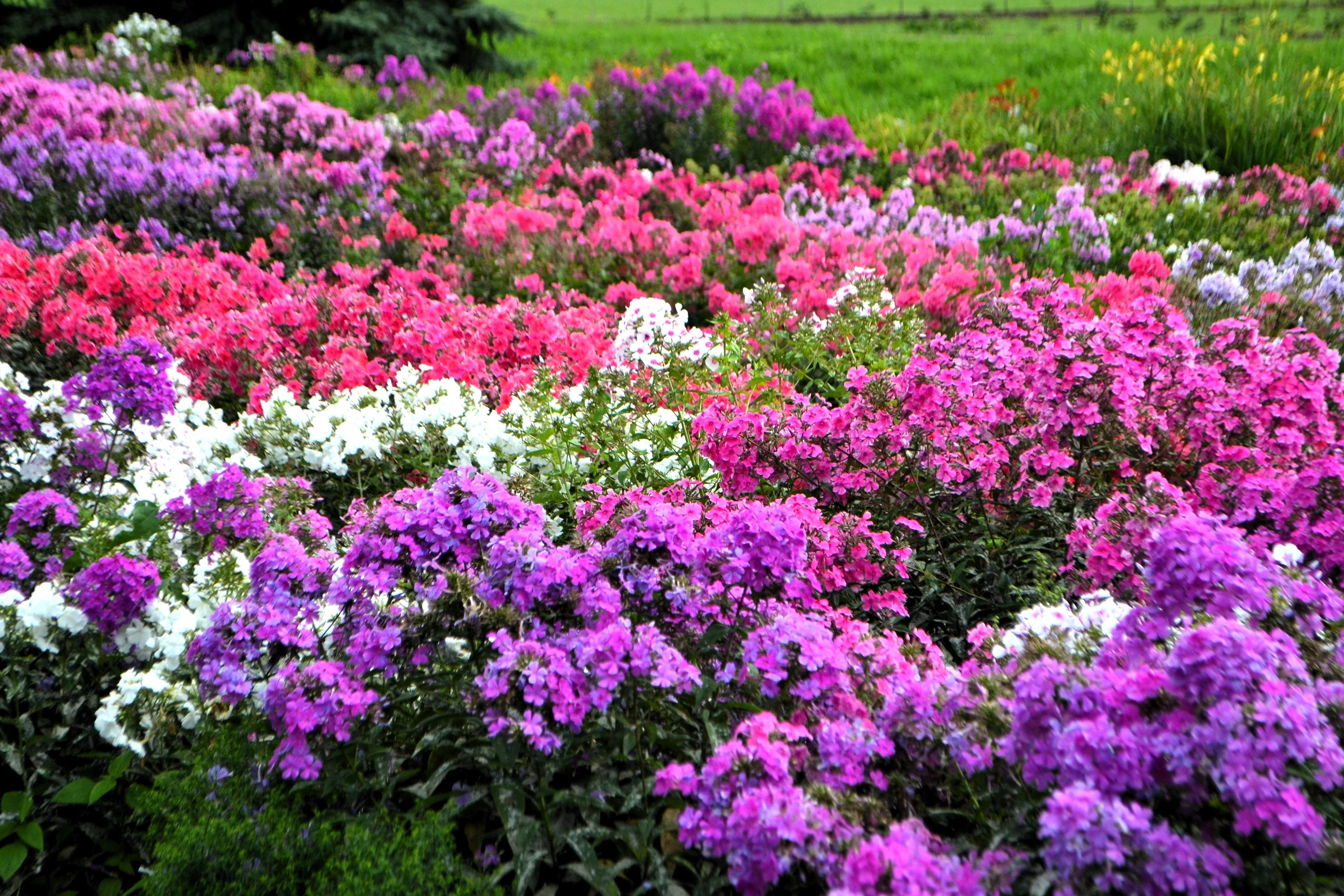 10-tall-garden-phlox-paniculata-mixed-colors-new-hybrids-mix-flower-seeds 10 TALL GARDEN PHLOX Paniculata Mixed Colors 'New Hybrids Mix' Flower Seeds