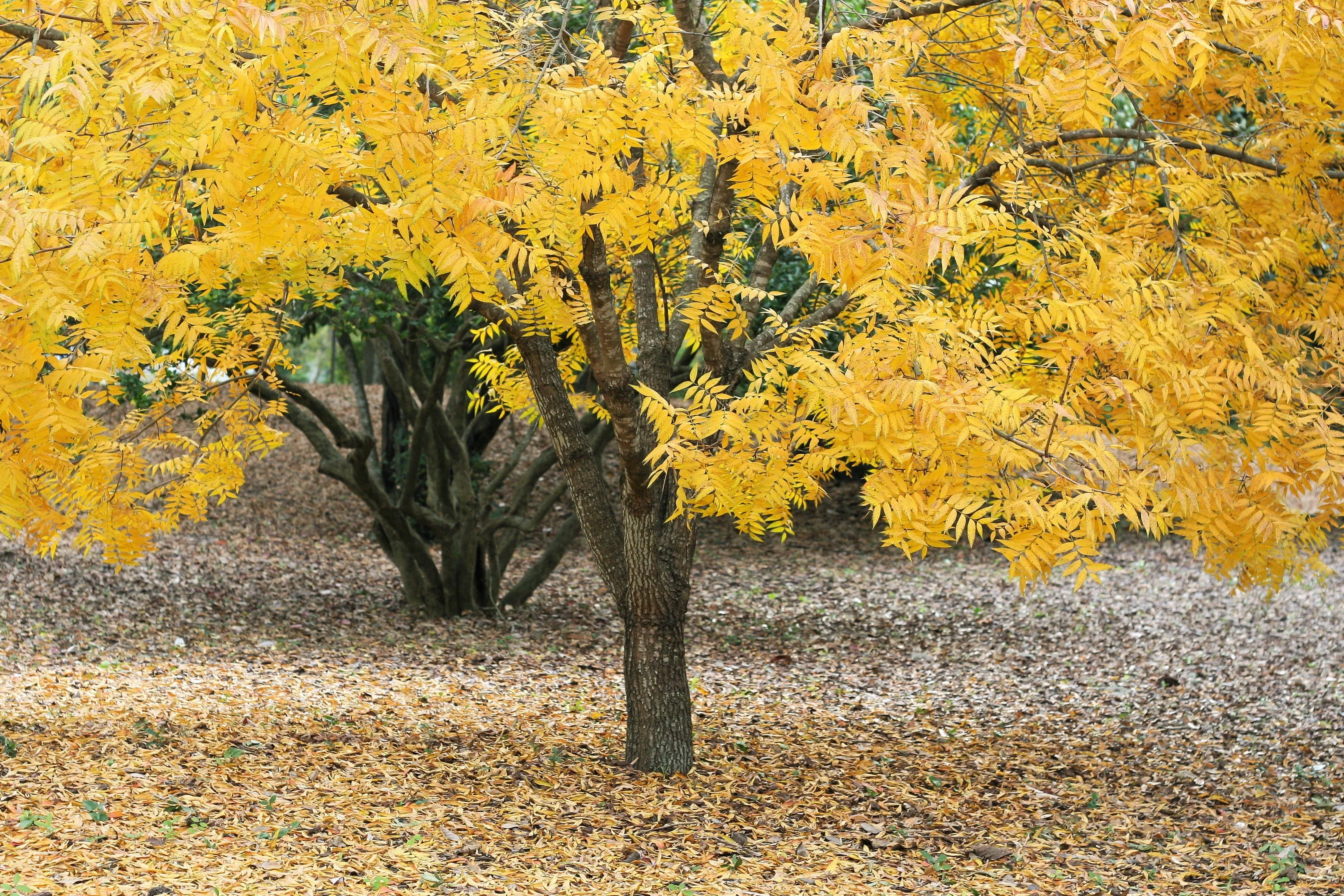 10-thornless-honeylocust-gleditsia-triacanthos-inermis-imperial-honey-locust-gol 10 Thornless HONEYLOCUST Gleditsia Triacanthos Inermis Imperial Honey Locust Golden Yellow Tree Seeds