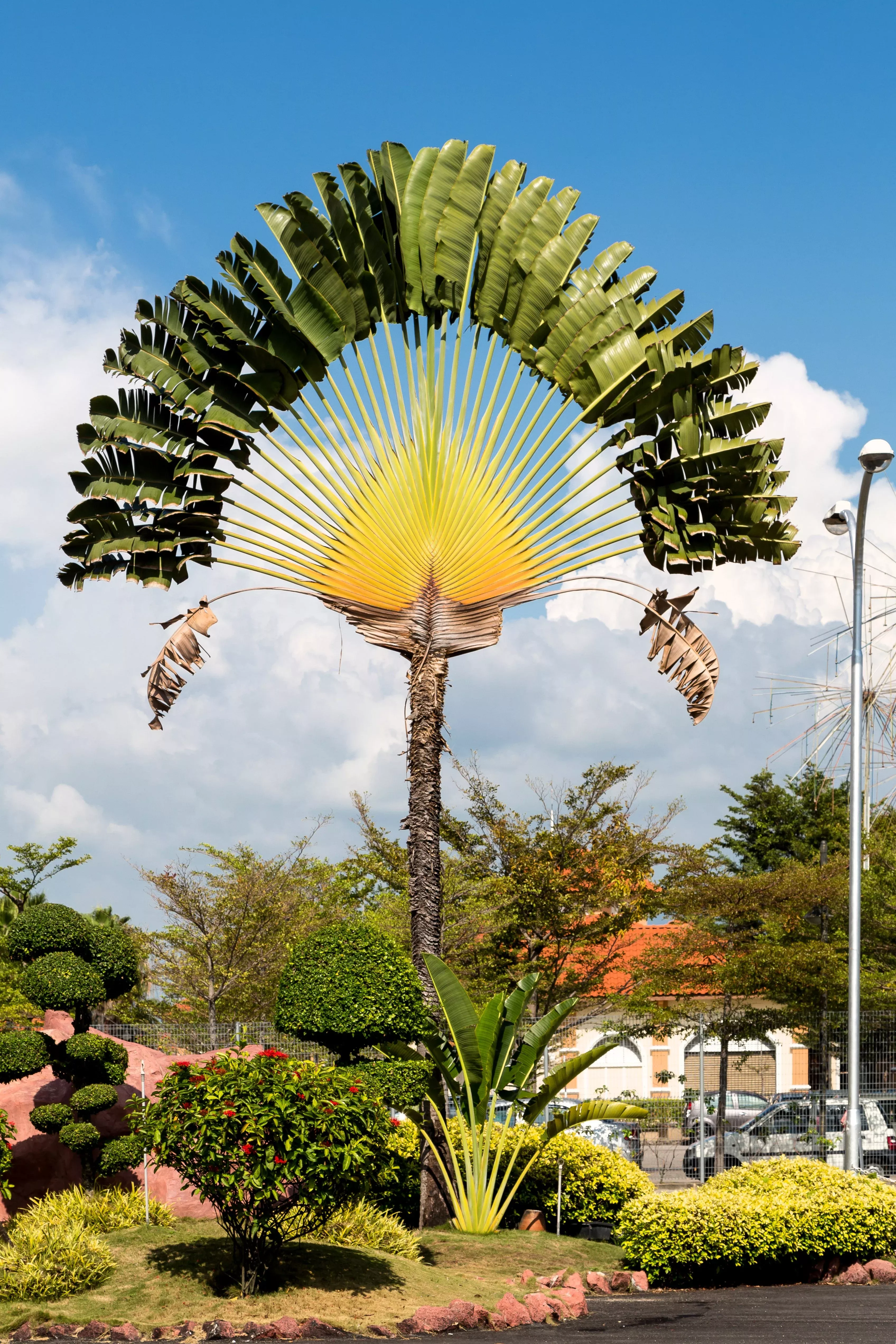 10-traveller-s-palm-tree-ravenala-madagascariensis-flower-houseplant-seeds 10 TRAVELLER'S PALM TREE Ravenala Madagascariensis Flower Houseplant Seeds