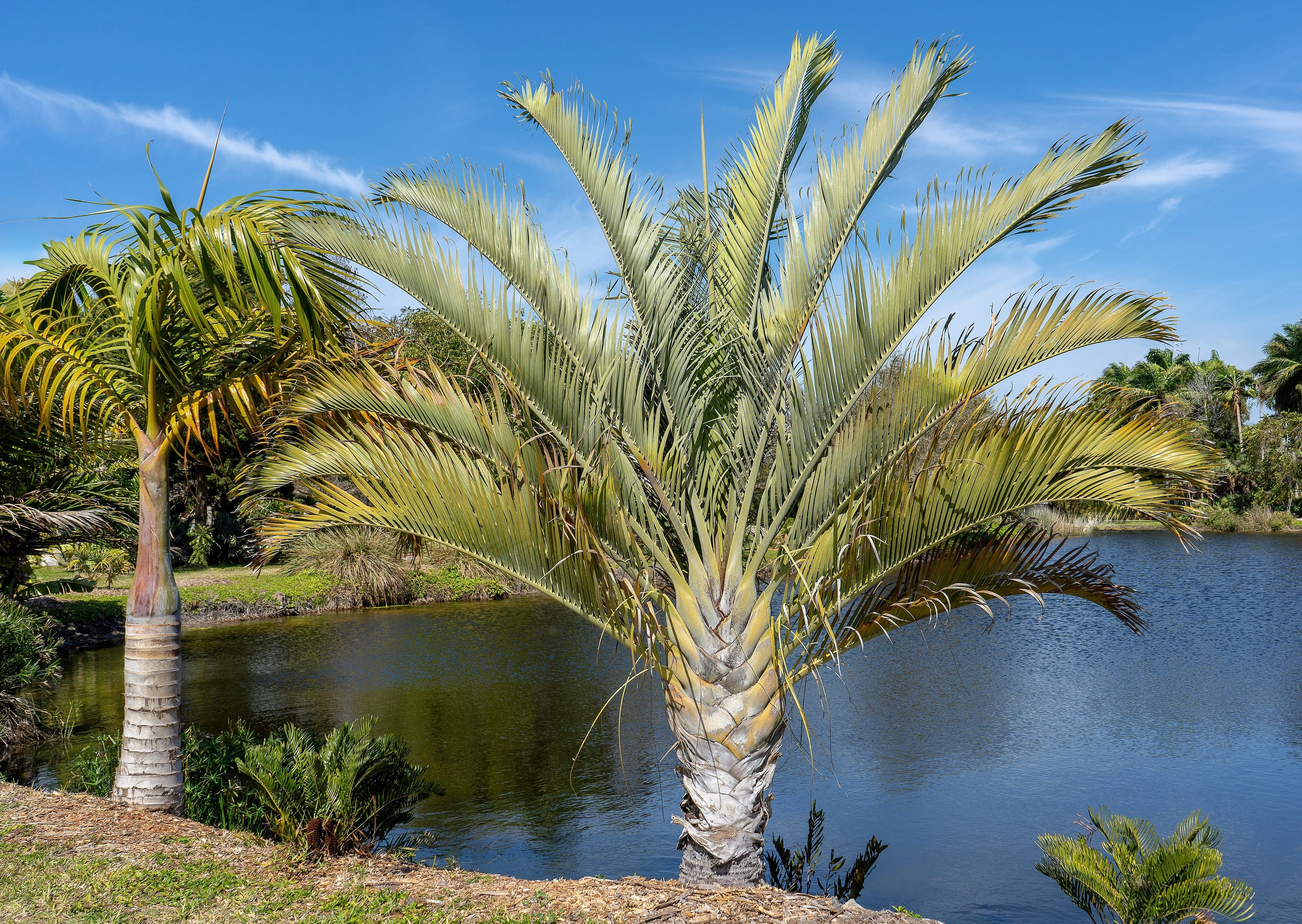 10-triangle-palm-tree-dypsis-decaryi-rare-tropical-from-madagascar-seeds 10 TRIANGLE PALM TREE Dypsis Decaryi Rare Tropical from Madagascar Seeds