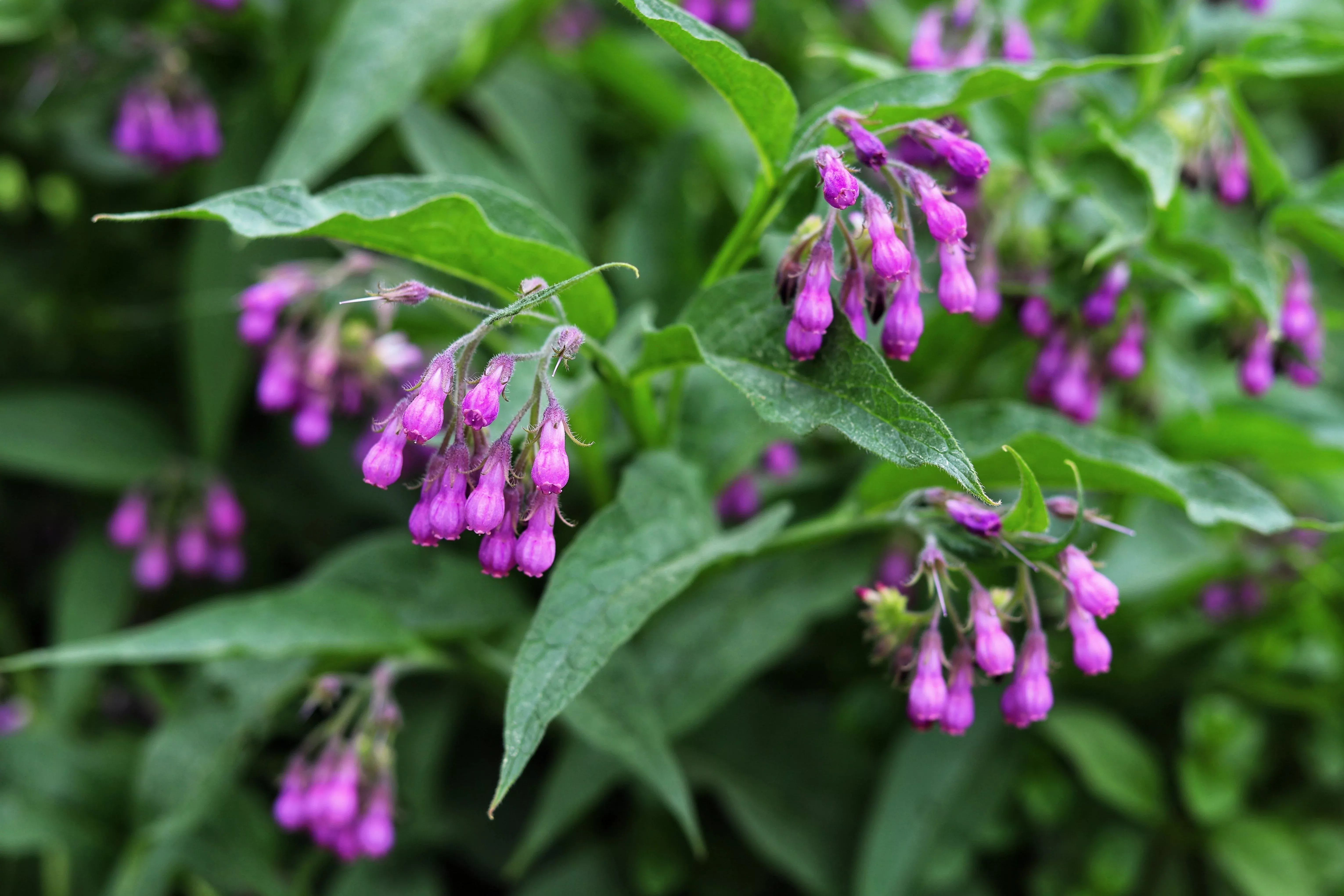 10-true-comfrey-comphrey-symphytum-officinale-herb-seeds-purple-flowers 10 TRUE COMFREY Comphrey Symphytum Officinale Herb Seeds Purple Flowers