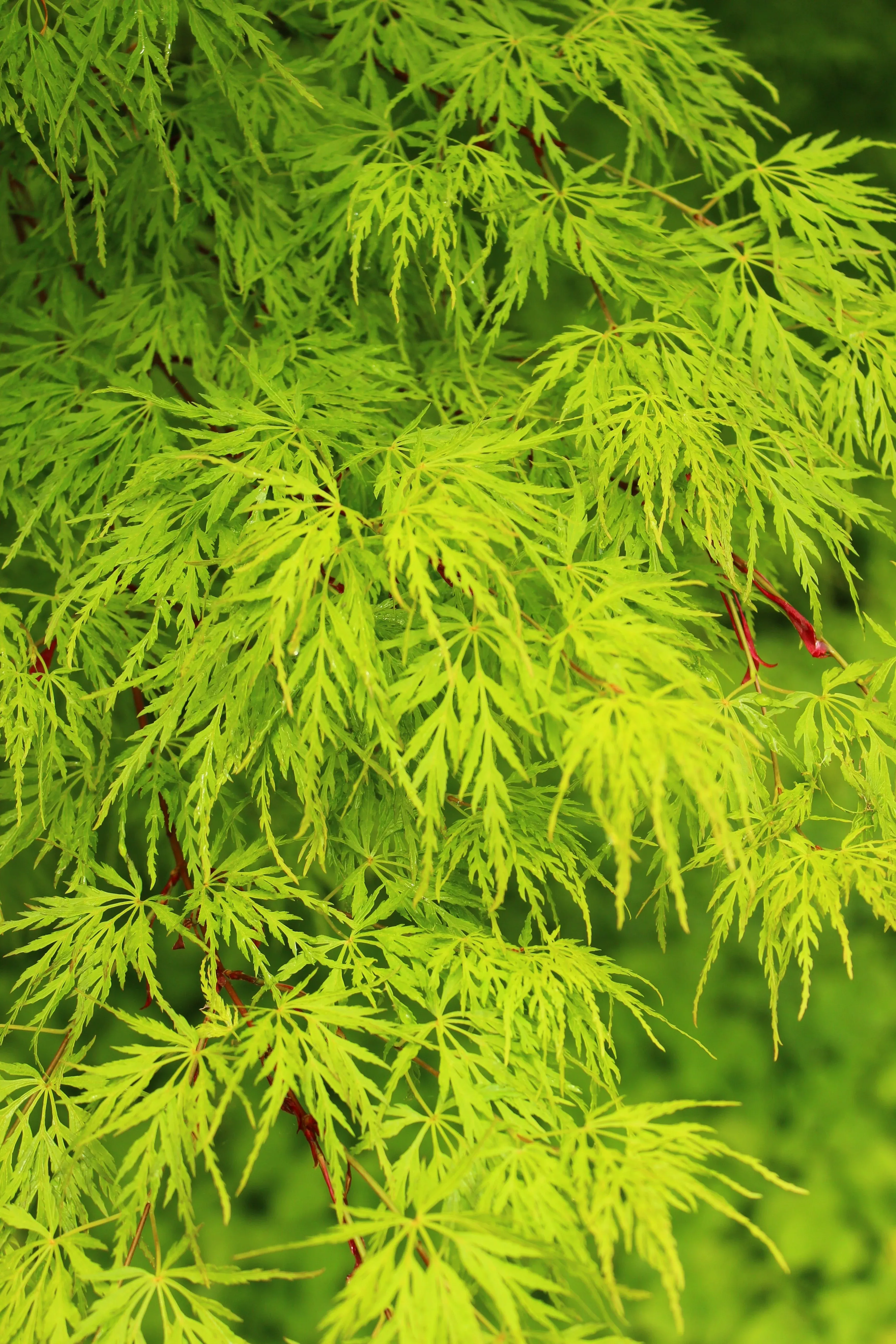 10-upright-green-laceleaf-maple-japanese-seiryu-acer-palmatum-dissectum-viridis- 10 Upright GREEN LACELEAF MAPLE Japanese Seiryu Acer Palmatum Dissectum Viridis Tree Seeds
