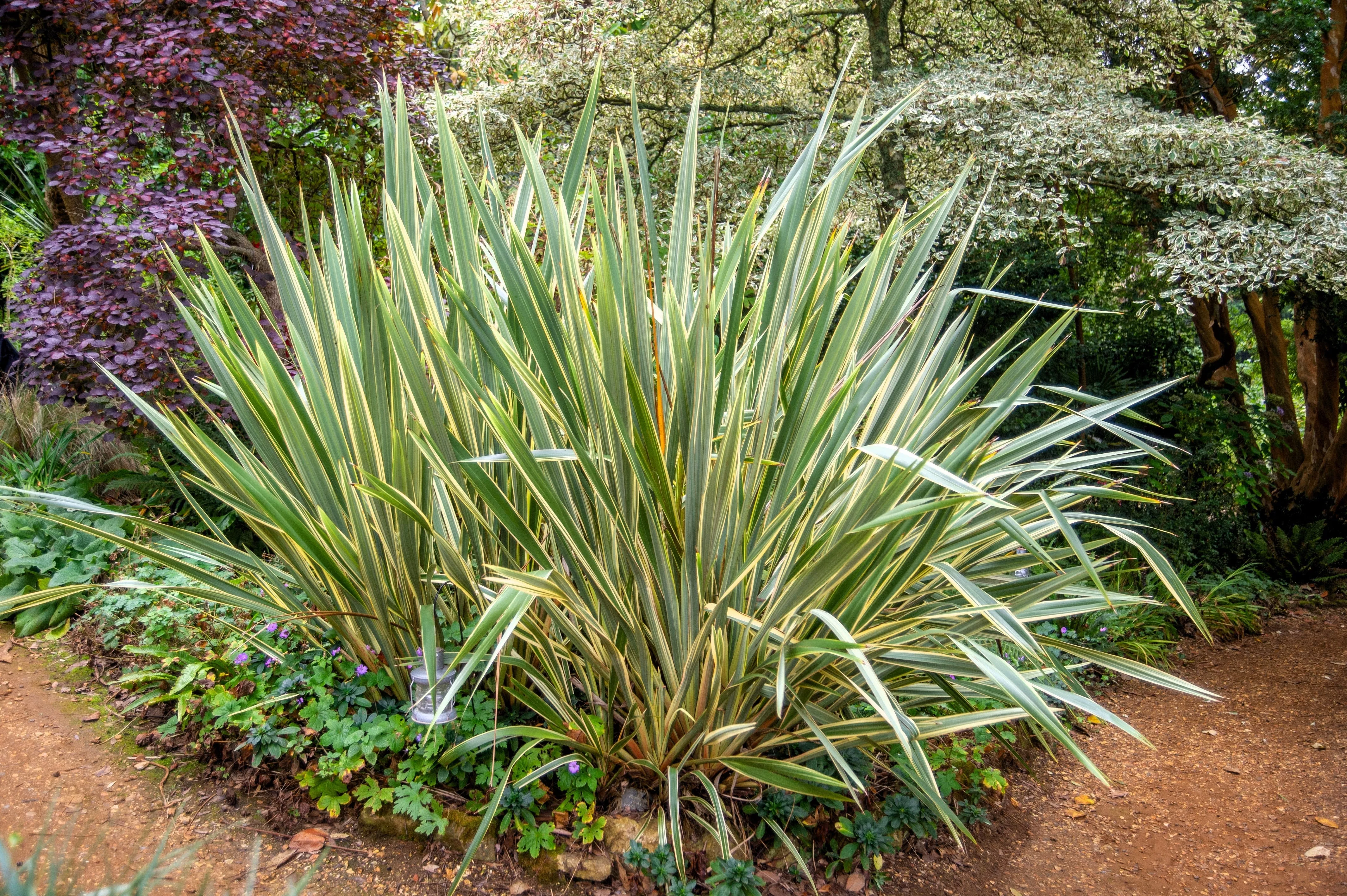 10-variegated-new-zealand-flax-phormium-tenax-variegatum-ornamental-grass-flower 10 Variegated NEW ZEALAND FLAX Phormium Tenax Variegatum Ornamental Grass Flower Seeds