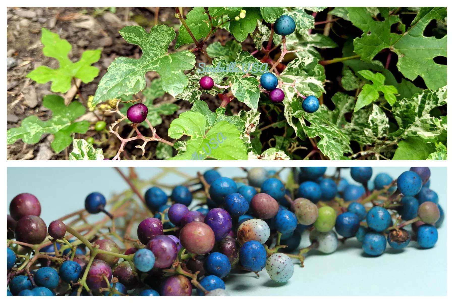 10-variegated-porcelain-berry-vine-ampelopsis-brevipedunculata-elegans-ampelopsi 10 Variegated PORCELAIN BERRY VINE Ampelopsis Brevipedunculata Elegans Ampelopsis Glandulosa Amur Peppervine Blue Pink Purple Berries Seeds