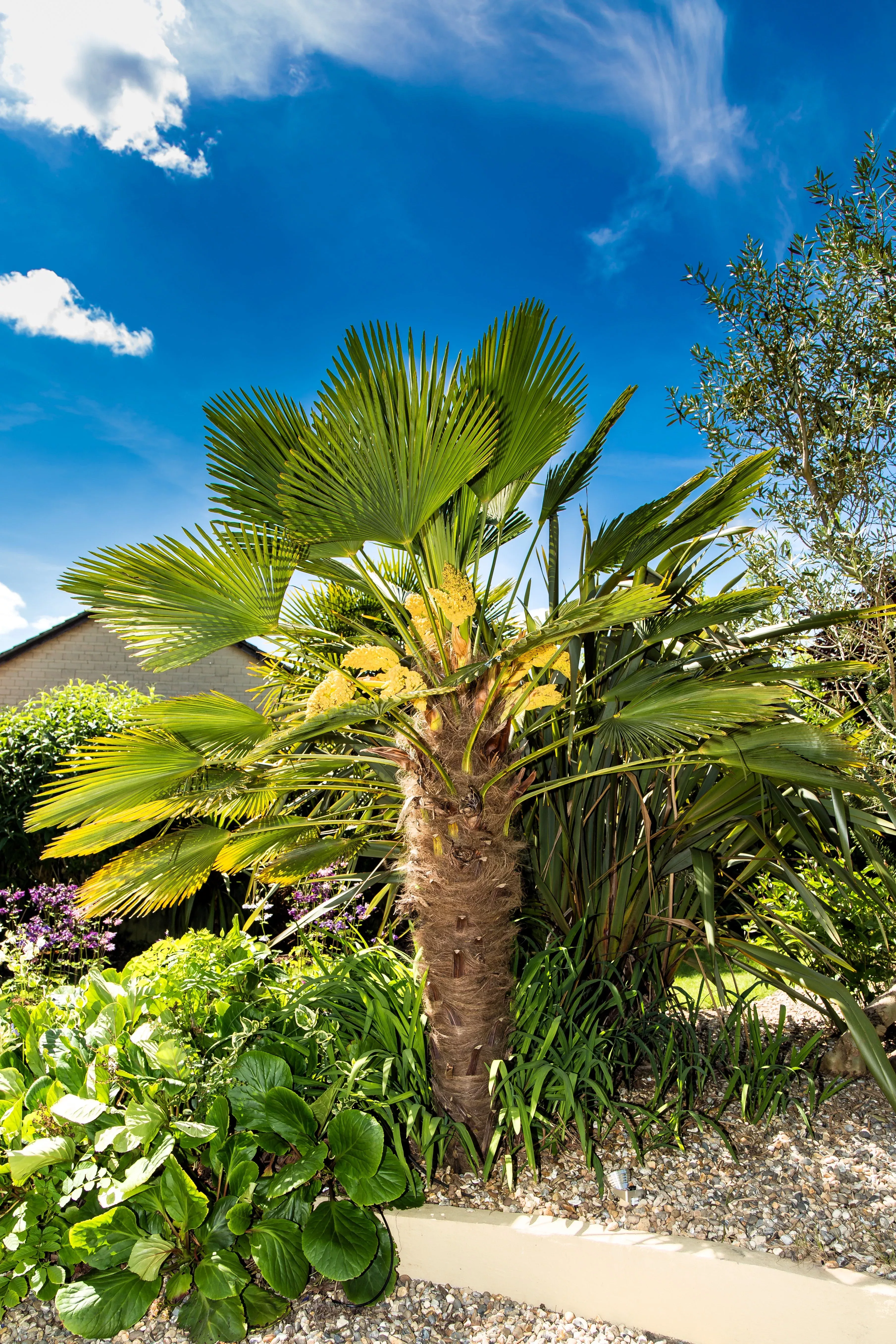 10-wagner-windmill-palm-dwarf-chusa-trachycarpus-fortunei-wagnerianus-tree-house 10 WAGNER WINDMILL PALM Dwarf Chusa Trachycarpus Fortunei Wagnerianus Tree Houseplant Seeds