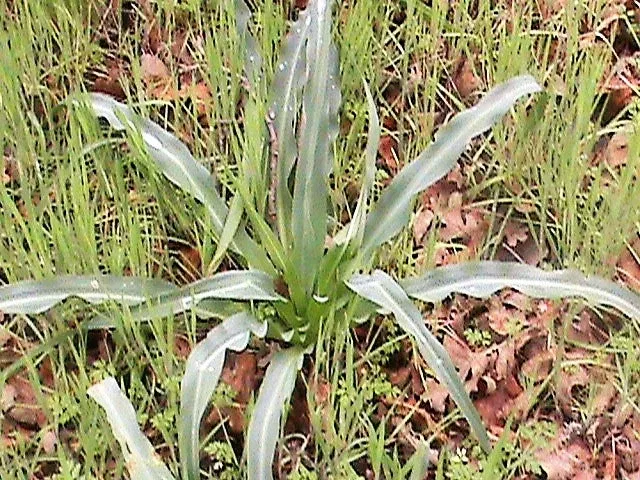 10-wavy-leafed-soap-plant-california-soaproot-amole-lily-chlorogalum-pomeridianu 10 WAVY LEAFED SOAP PLANT California Soaproot Amole Lily Chlorogalum Pomeridianum Laothoe White Purple Striped Flower Native Herb Seeds