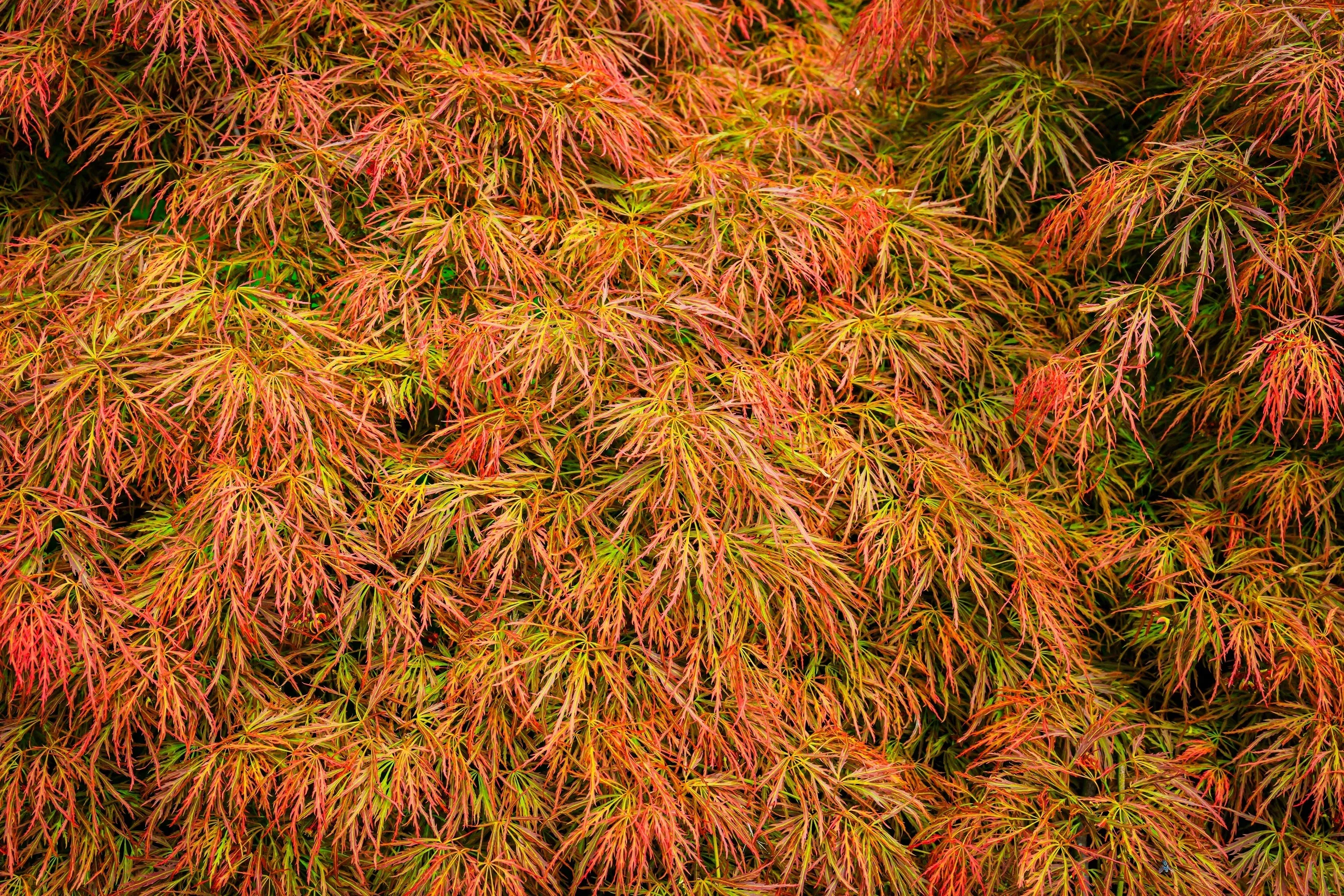 10-weeping-laceleaf-maple-japanese-acer-palmatum-dissectum-green-yellow-red-tree 10 WEEPING LACELEAF MAPLE Japanese Acer Palmatum Dissectum Green Yellow Red Tree Seeds