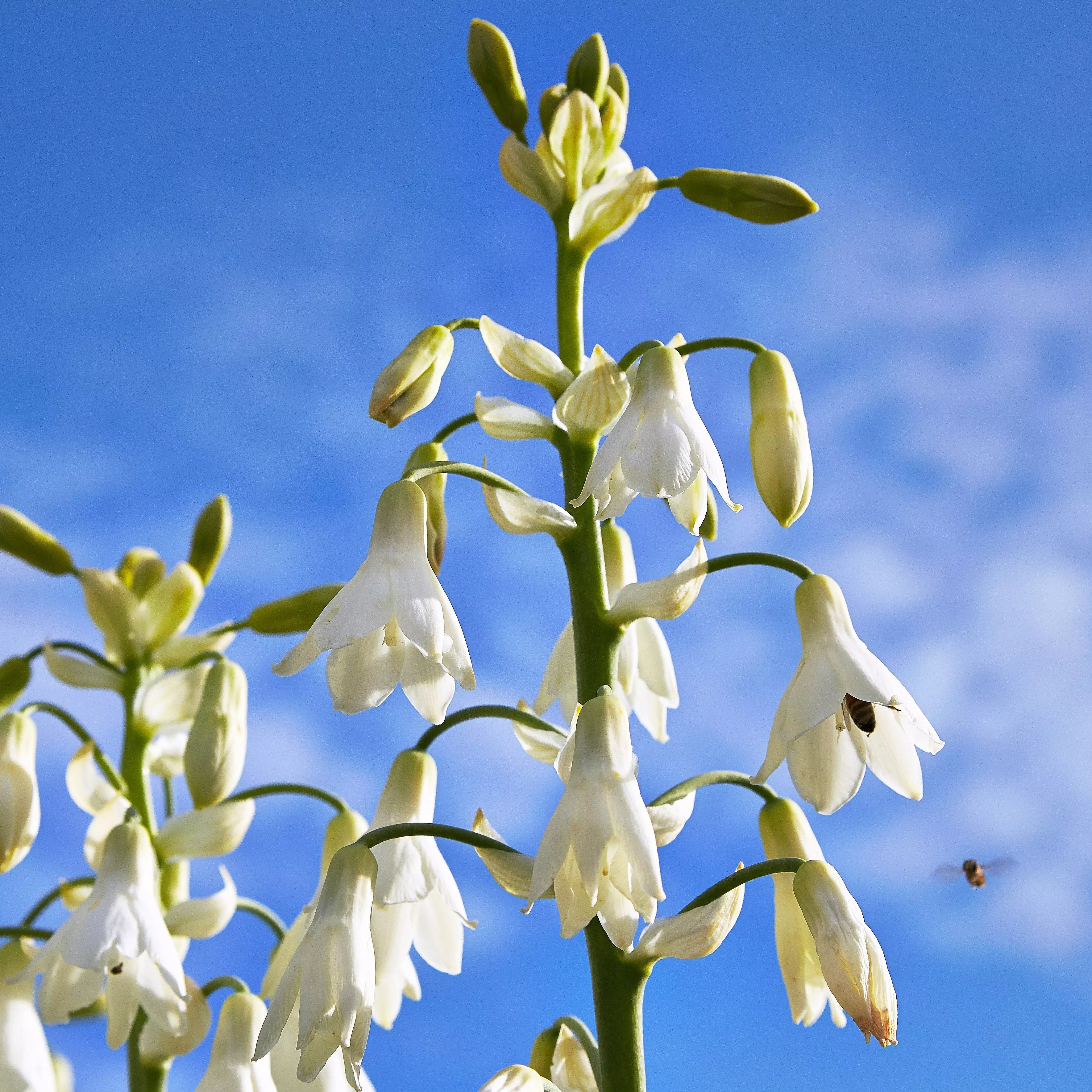10-white-african-hyacinth-aka-cape-or-giant-summer-spire-lily-ornithogalum-candi 10 WHITE AFRICAN HYACINTH aka Cape or Giant Summer / Spire Lily - Ornithogalum Candicans / Galtonia / Hyacinthus Flower Seeds