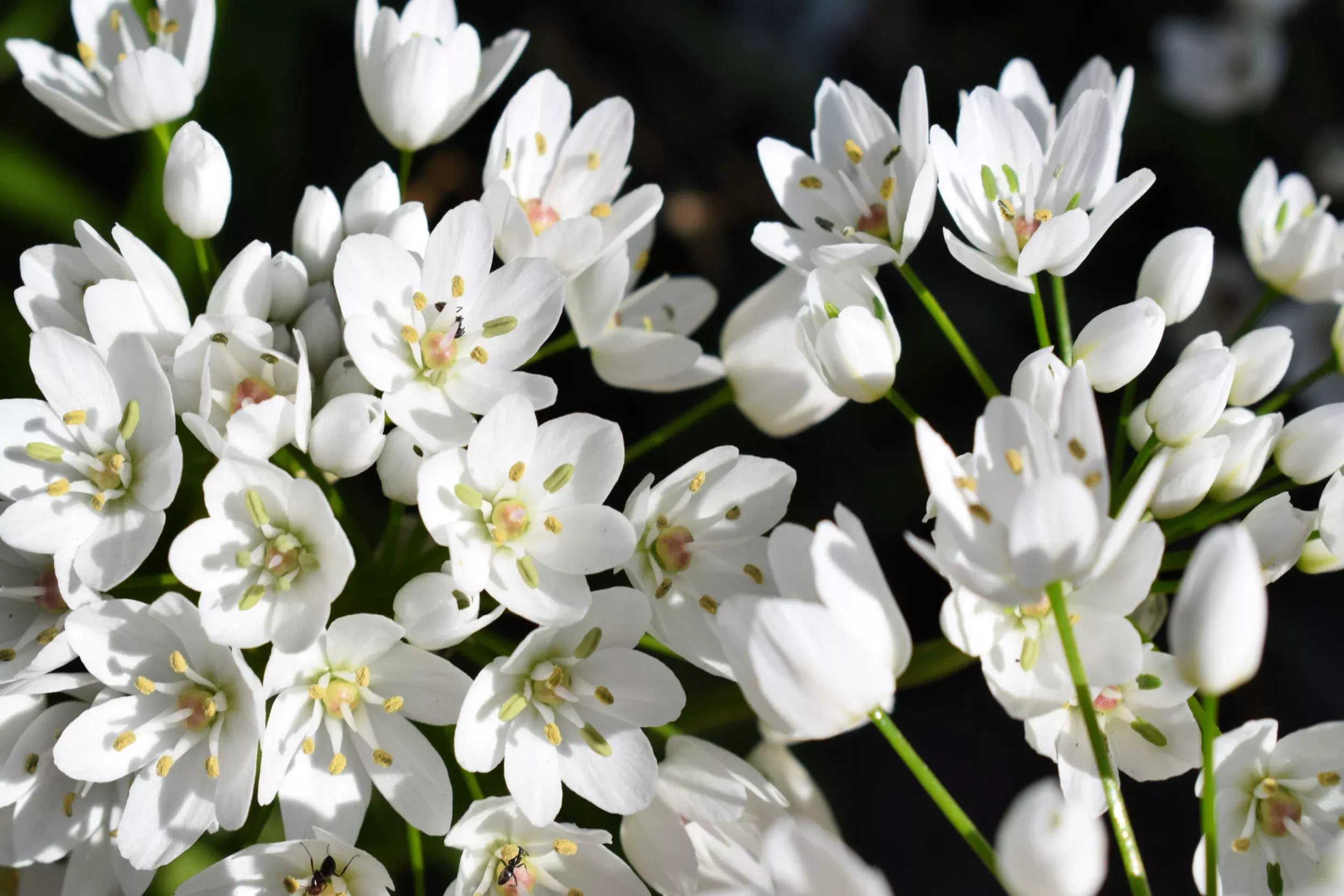 10-white-allium-neapolitanum-flowering-or-naples-onion-neopolitan-or-daffodil-ga 10 WHITE ALLIUM Neapolitanum Flowering or Naples Onion, Neopolitan or Daffodil Garlic Ornamental Flower Seeds