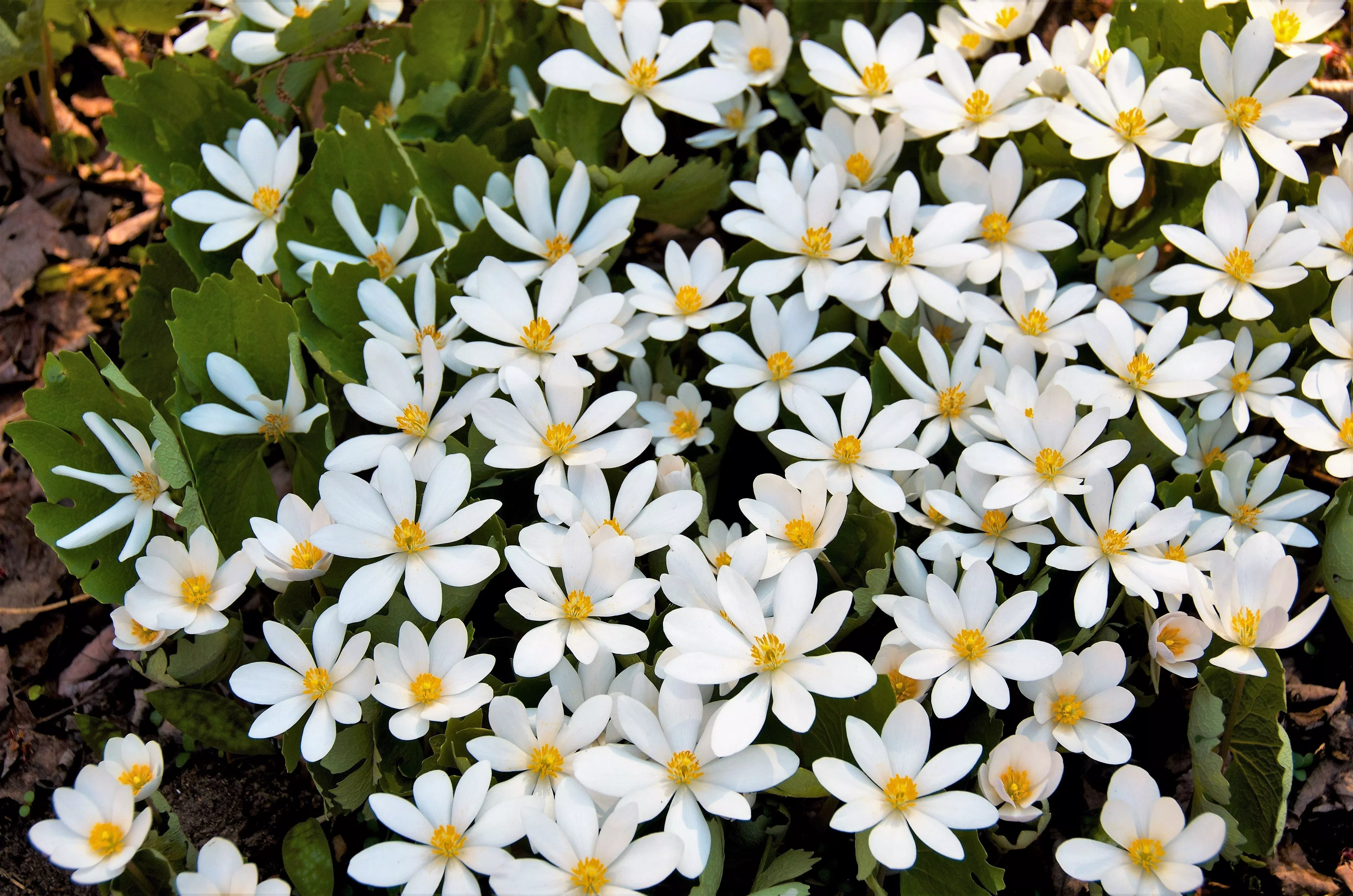 10-white-bloodroot-sanguinaria-canadensis-shade-ground-cover-flower-seeds 10 White BLOODROOT Sanguinaria Canadensis Shade Ground Cover Flower Seeds