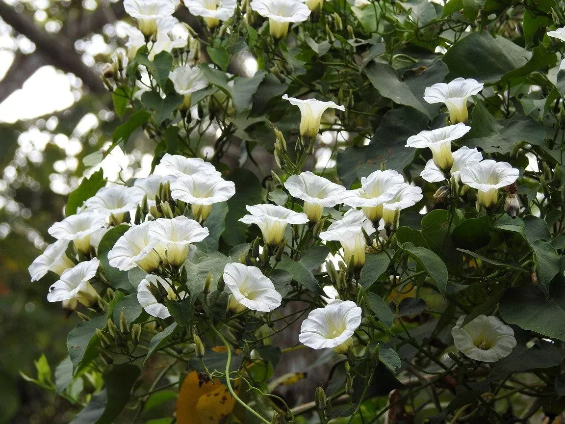 10-white-christmas-vine-turbina-flower-rivea-ipomoea-corymbosa-seeds 10 White CHRISTMAS VINE Turbina Flower Rivea Ipomoea Corymbosa Seeds