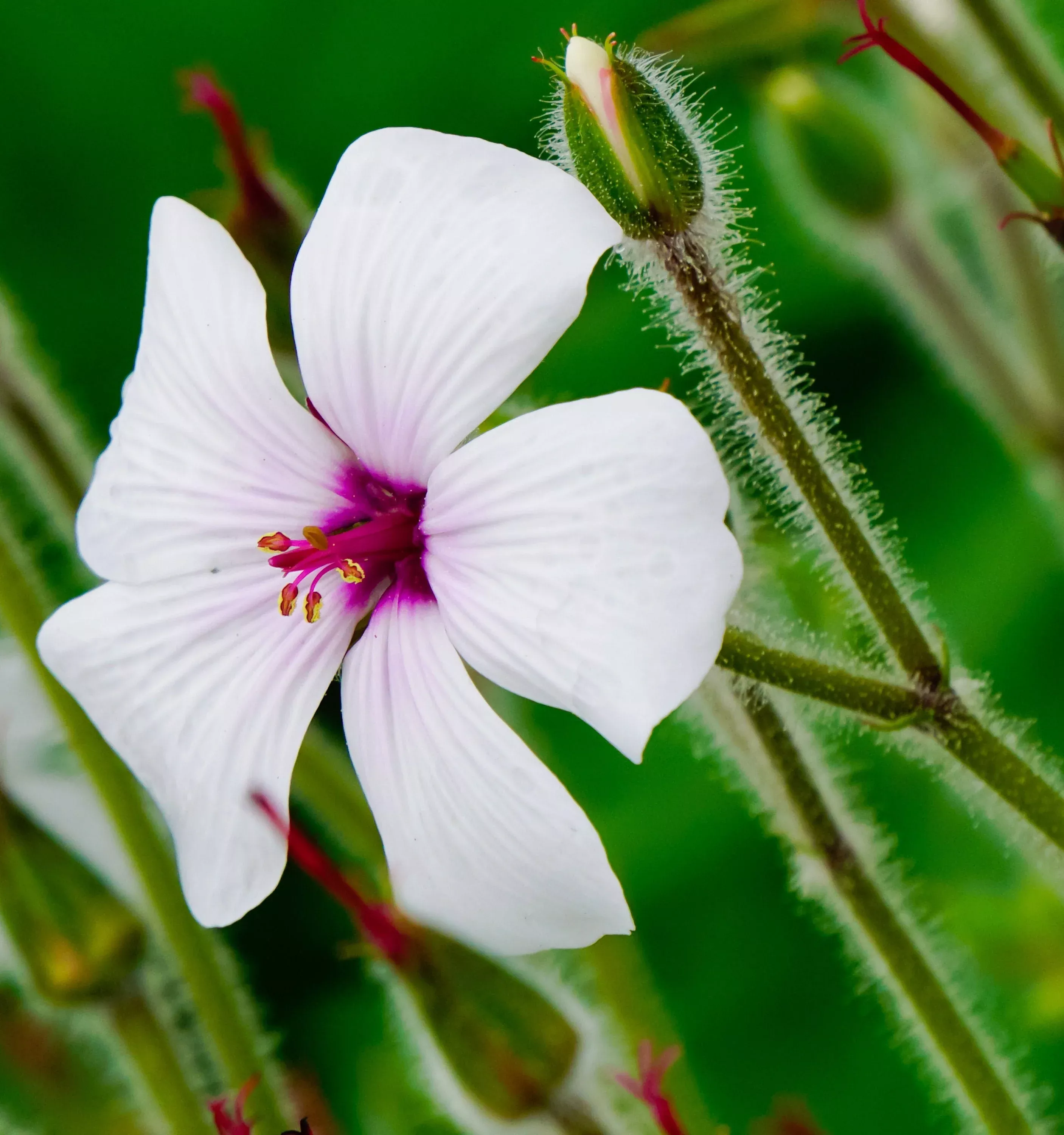 10-white-madeira-geranium-maderense-cranesbill-giant-herb-robert-pink-eye-flower 10 WHITE MADEIRA GERANIUM Maderense Cranesbill Giant Herb Robert Pink Eye Flower Seeds