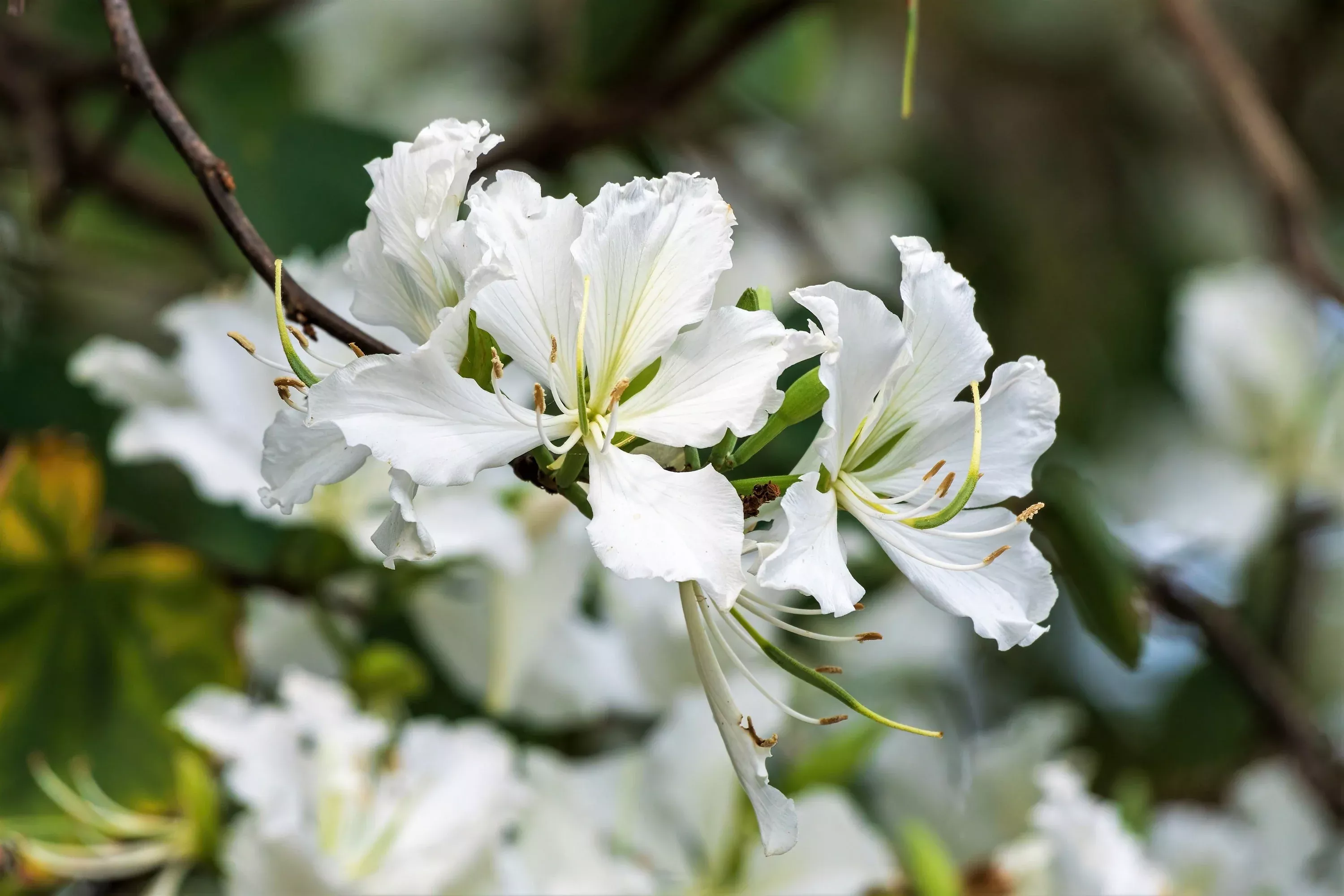 10-white-orchid-tree-bauhinia-alba-syn-variegata-candida-hawaiian-mountain-ebony 10 WHITE ORCHID TREE Bauhinia Alba syn Variegata Candida Hawaiian Mountain Ebony Camel's Foot Butterfly Flower Tree Hummingbird Seed